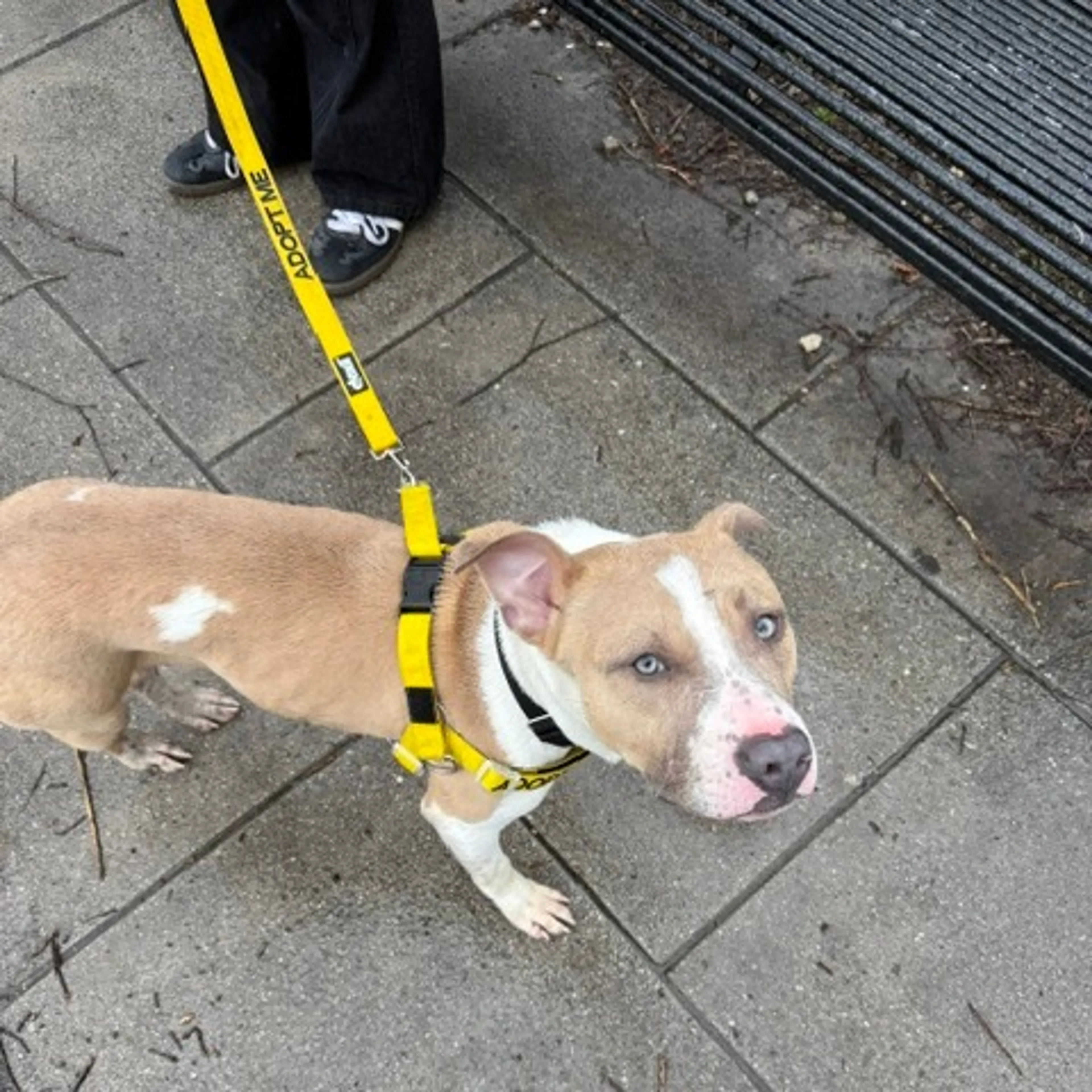 Found pet-10