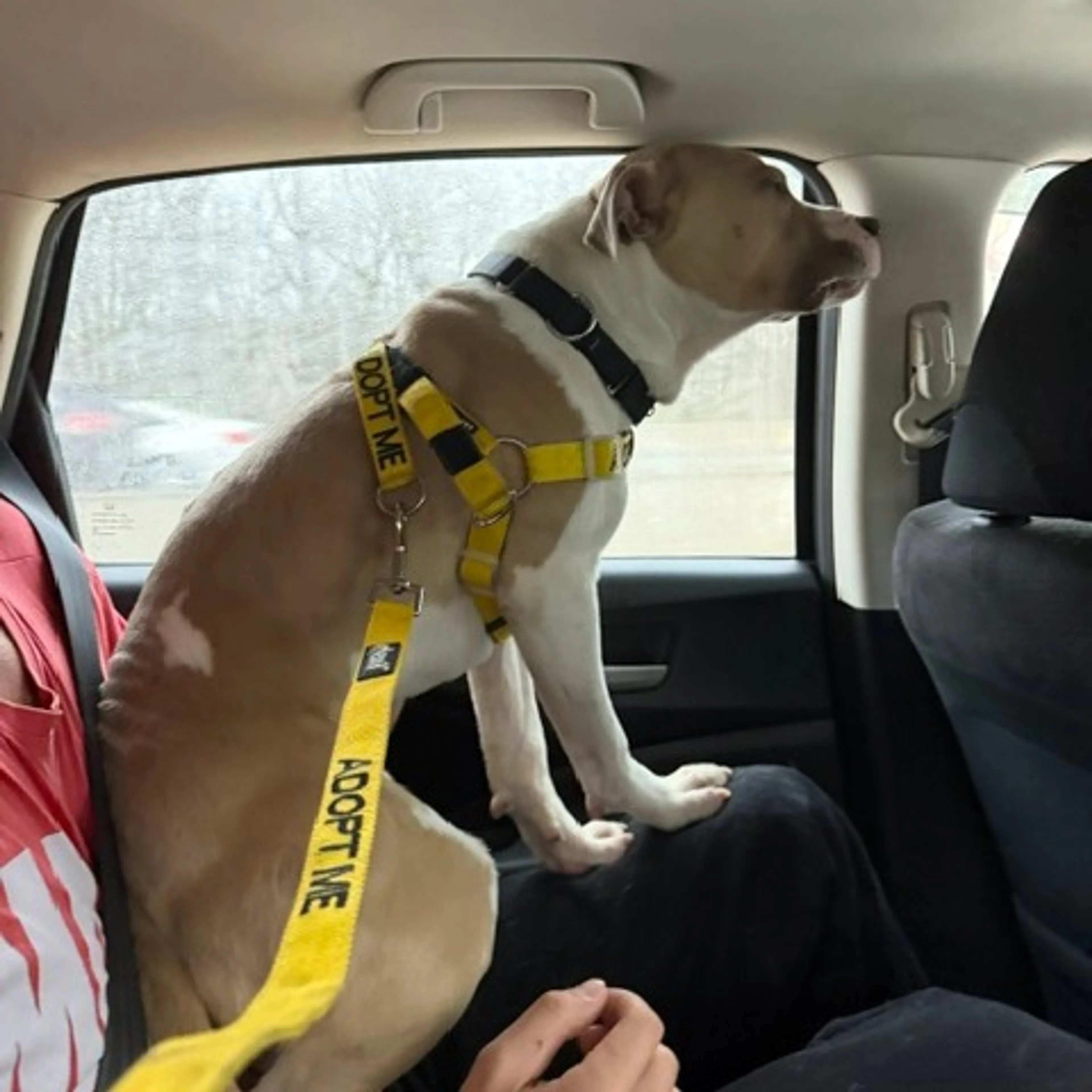 Found pet-13