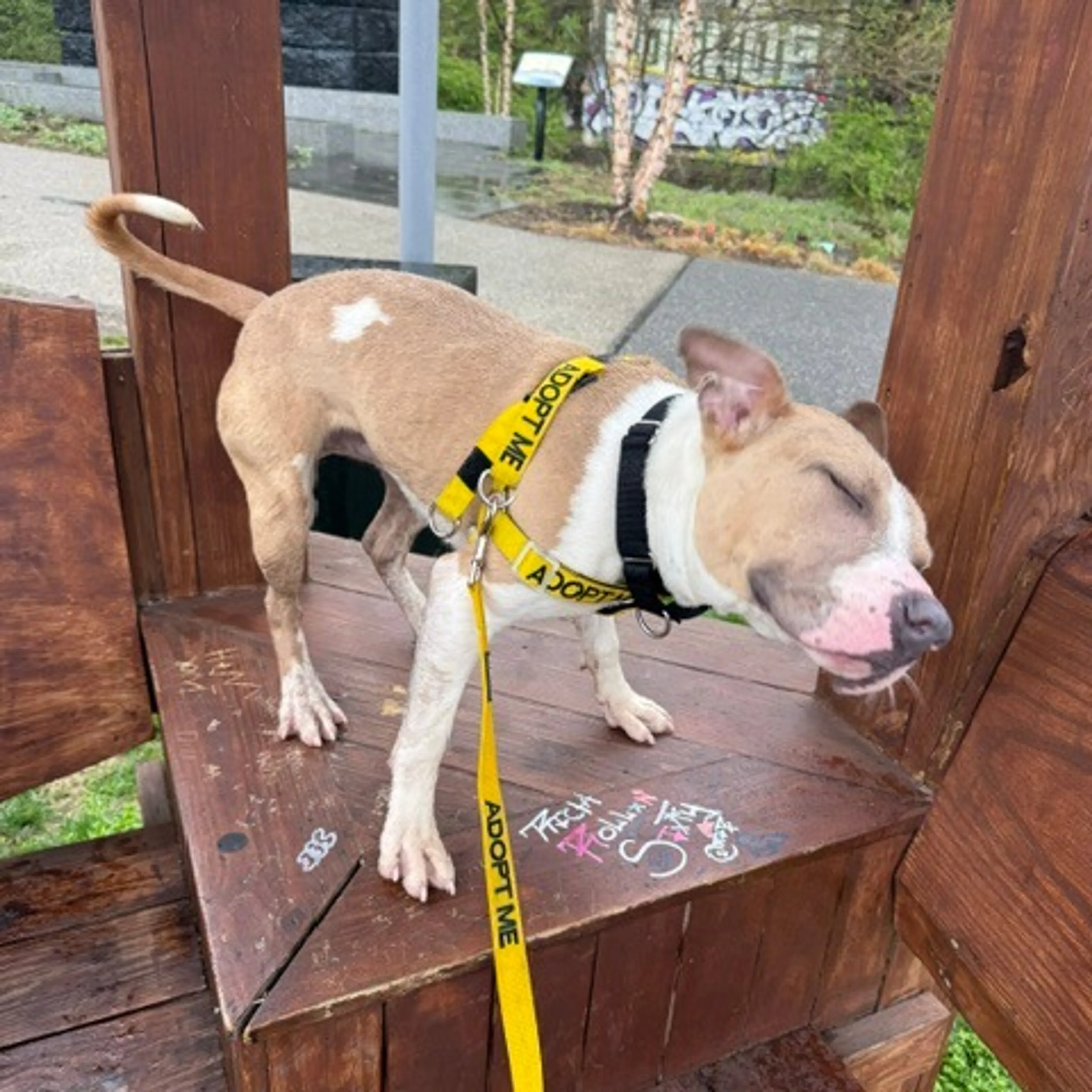 Found pet-8