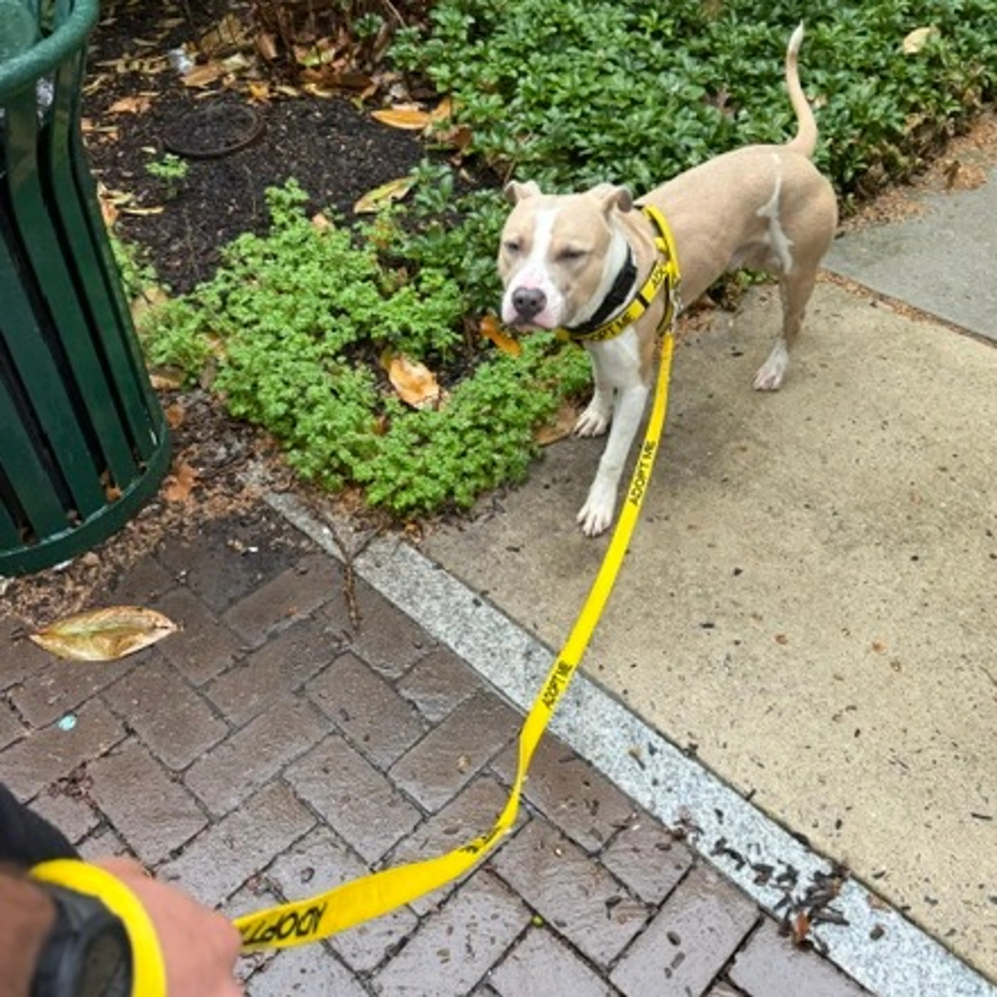 Found pet-11