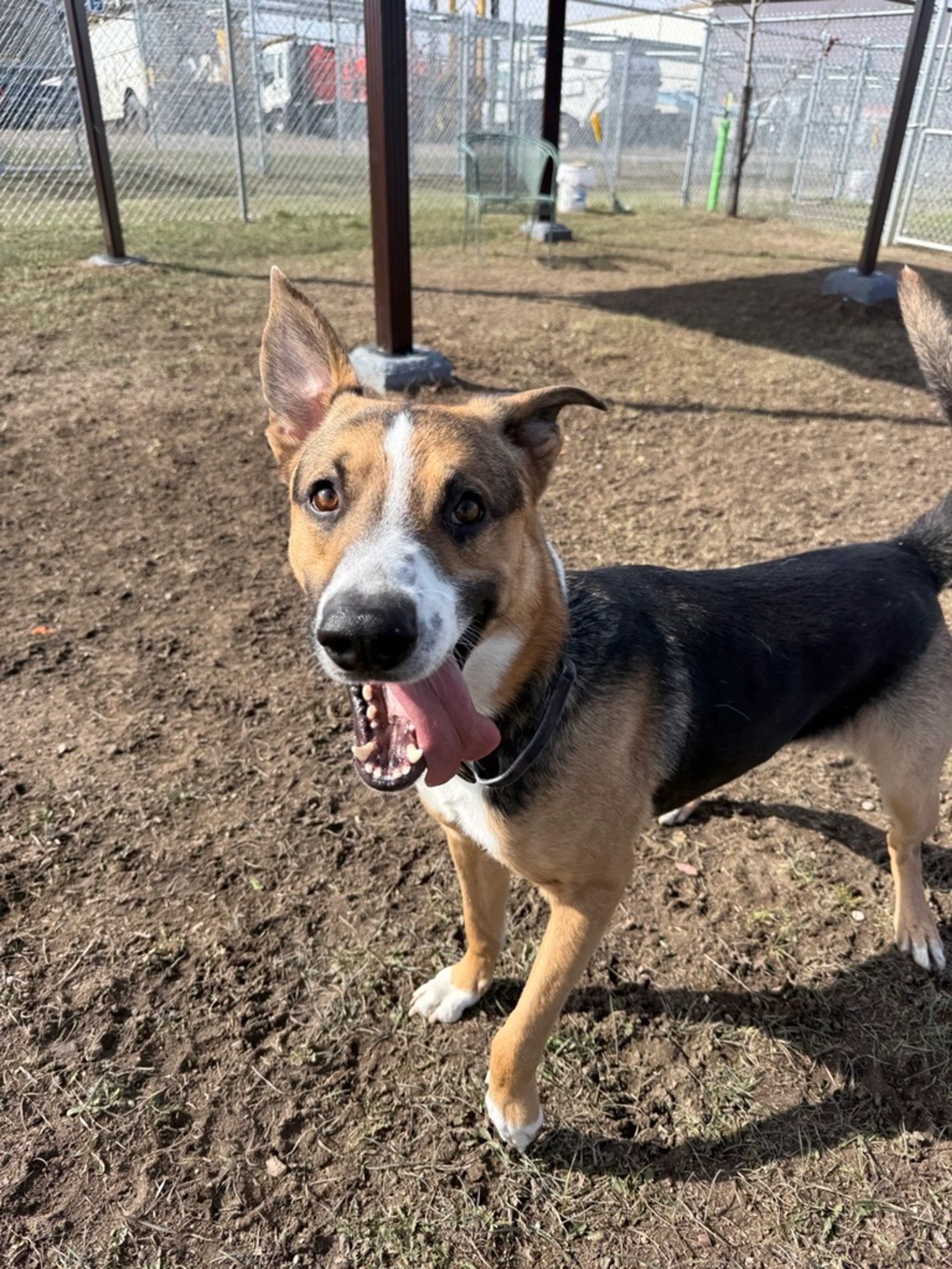 Found pet-2