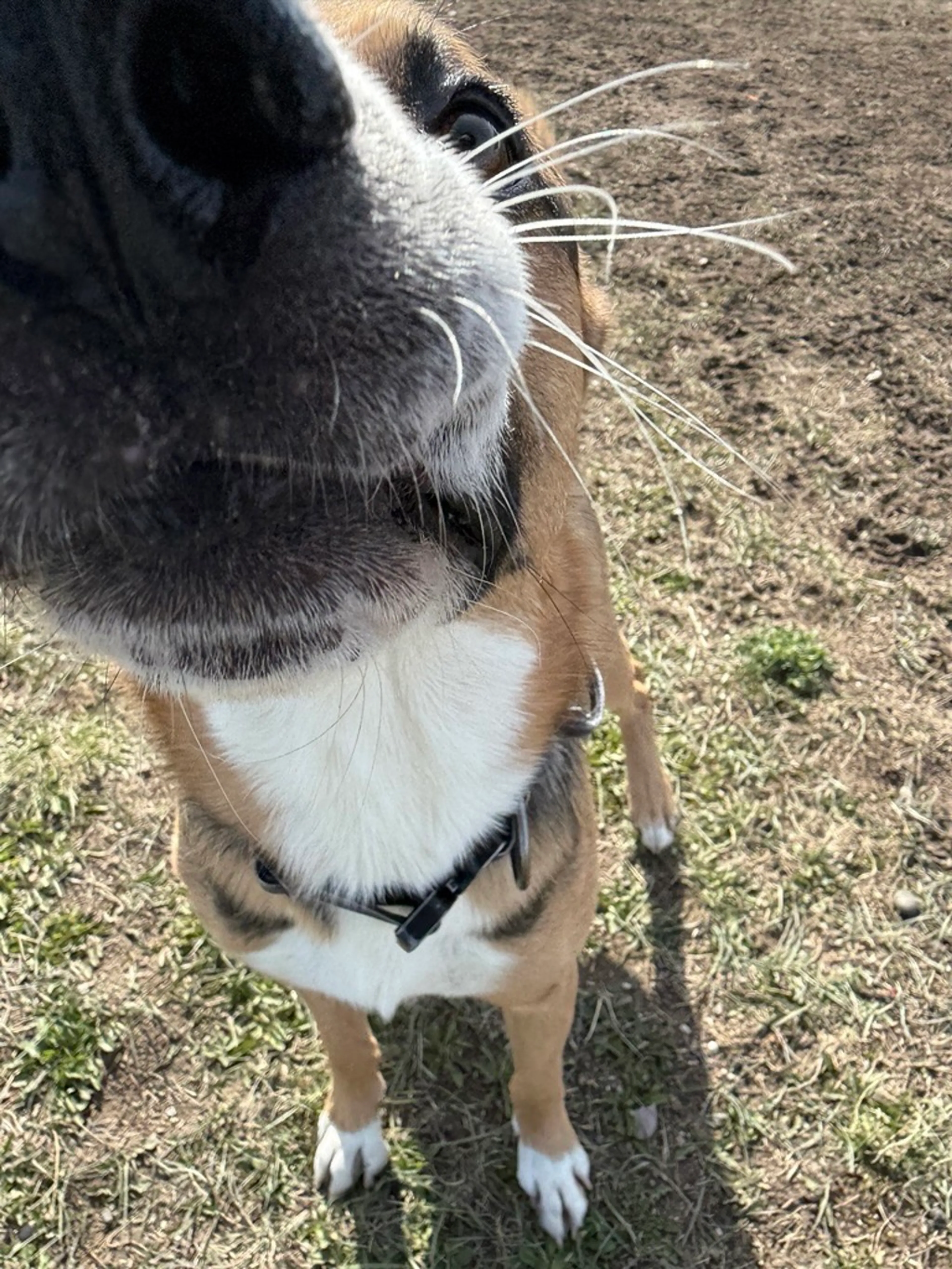 Found pet-5