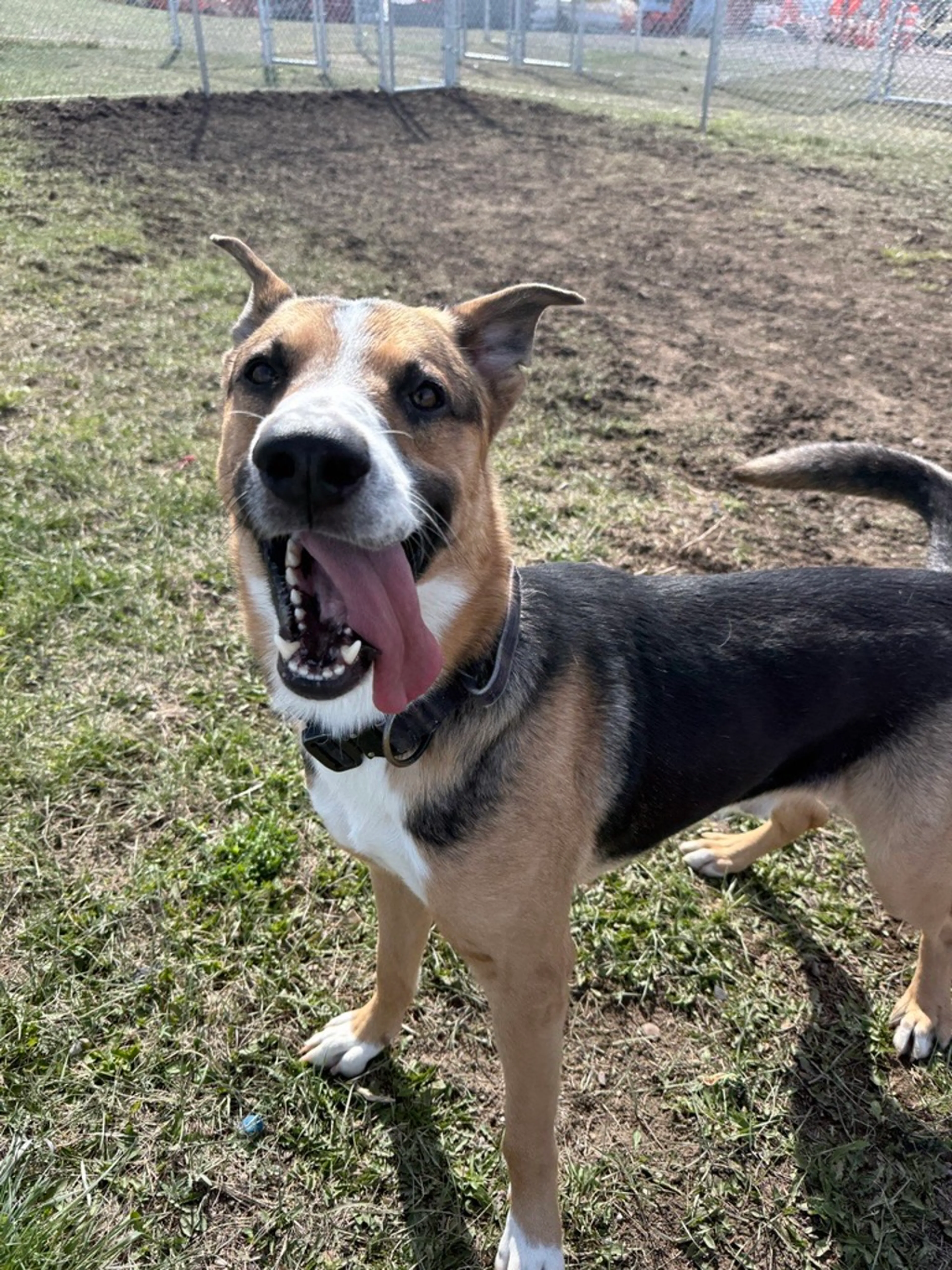 Found pet-4