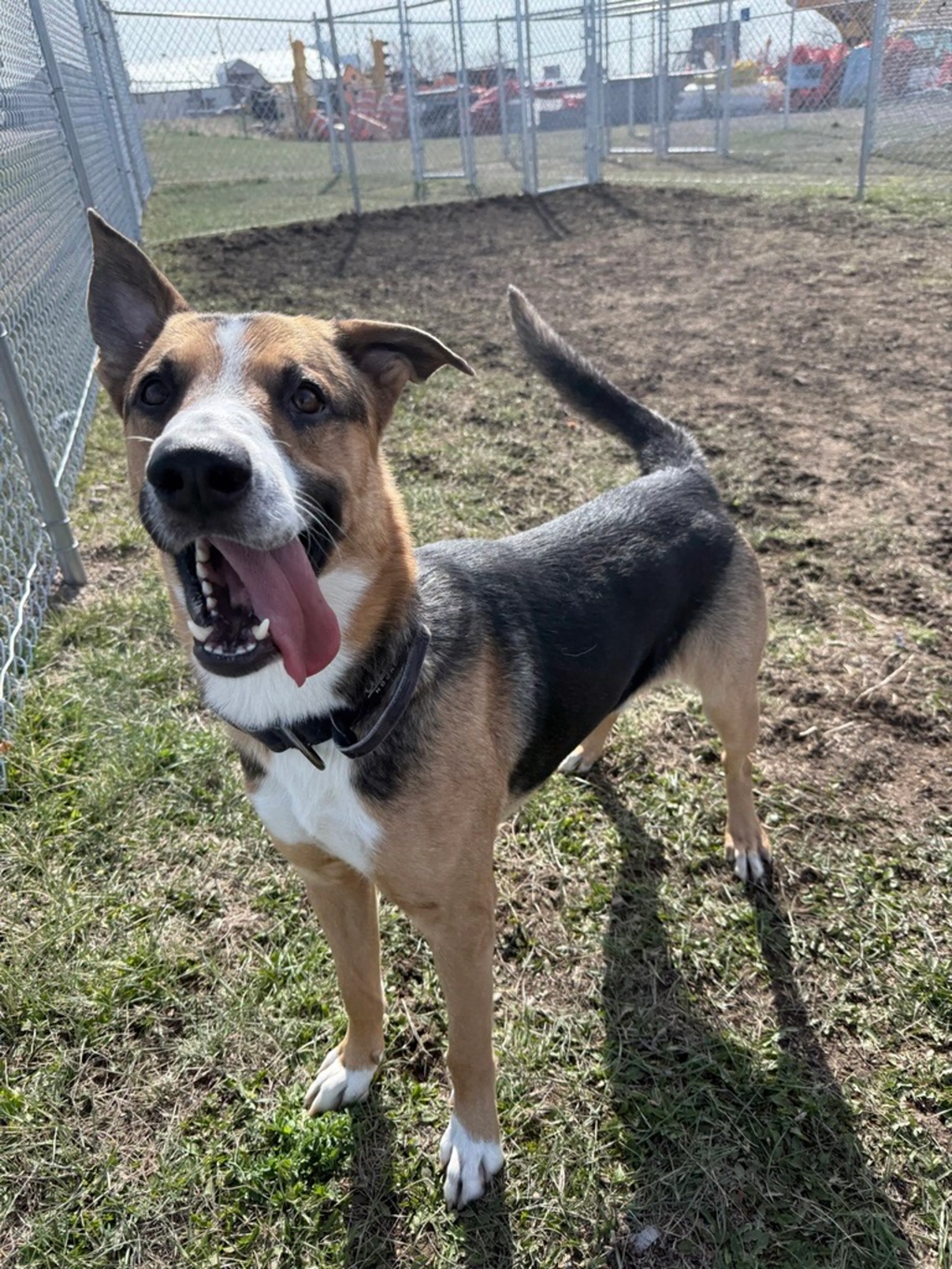 Found pet-1