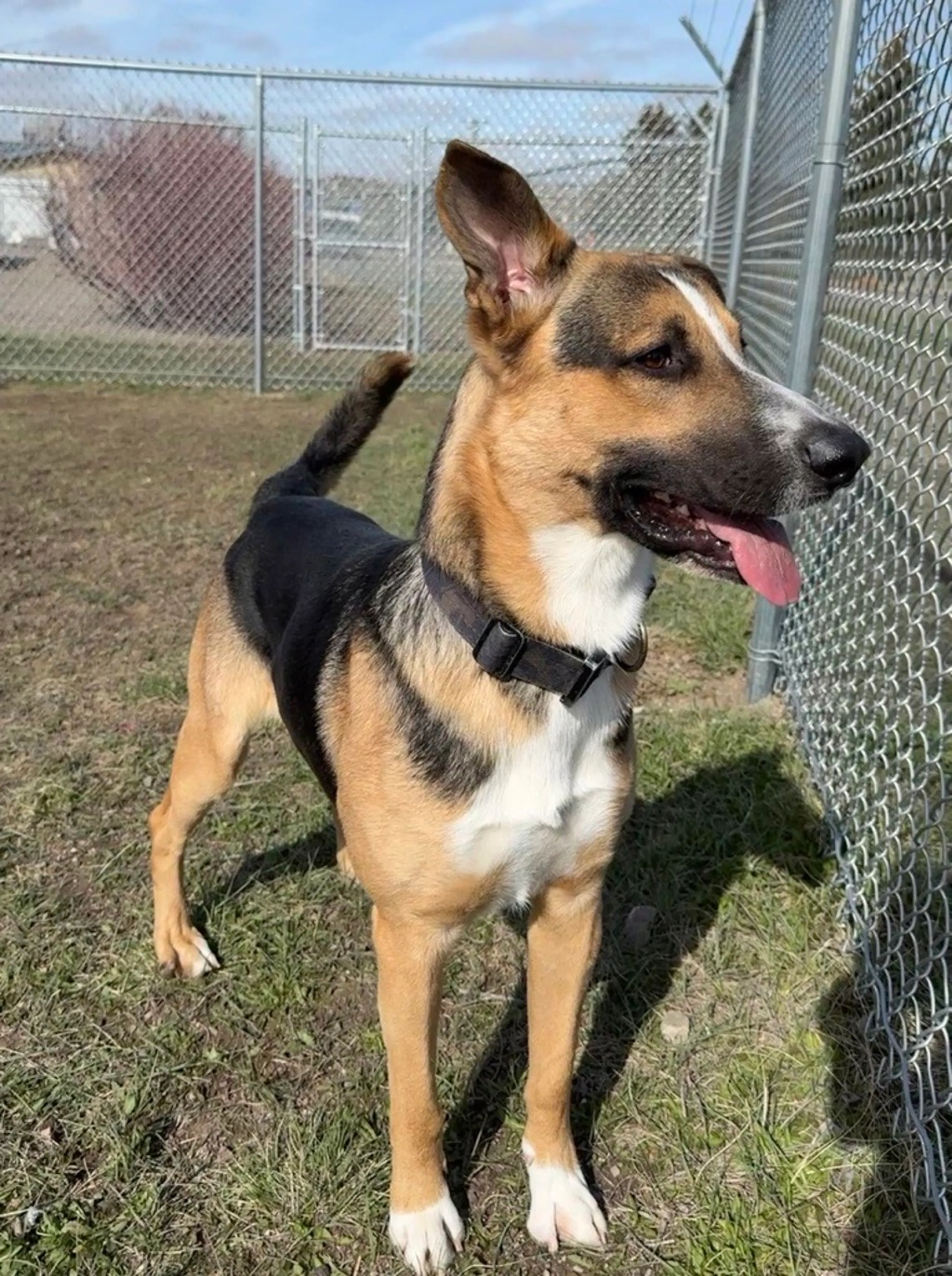 Found pet-3