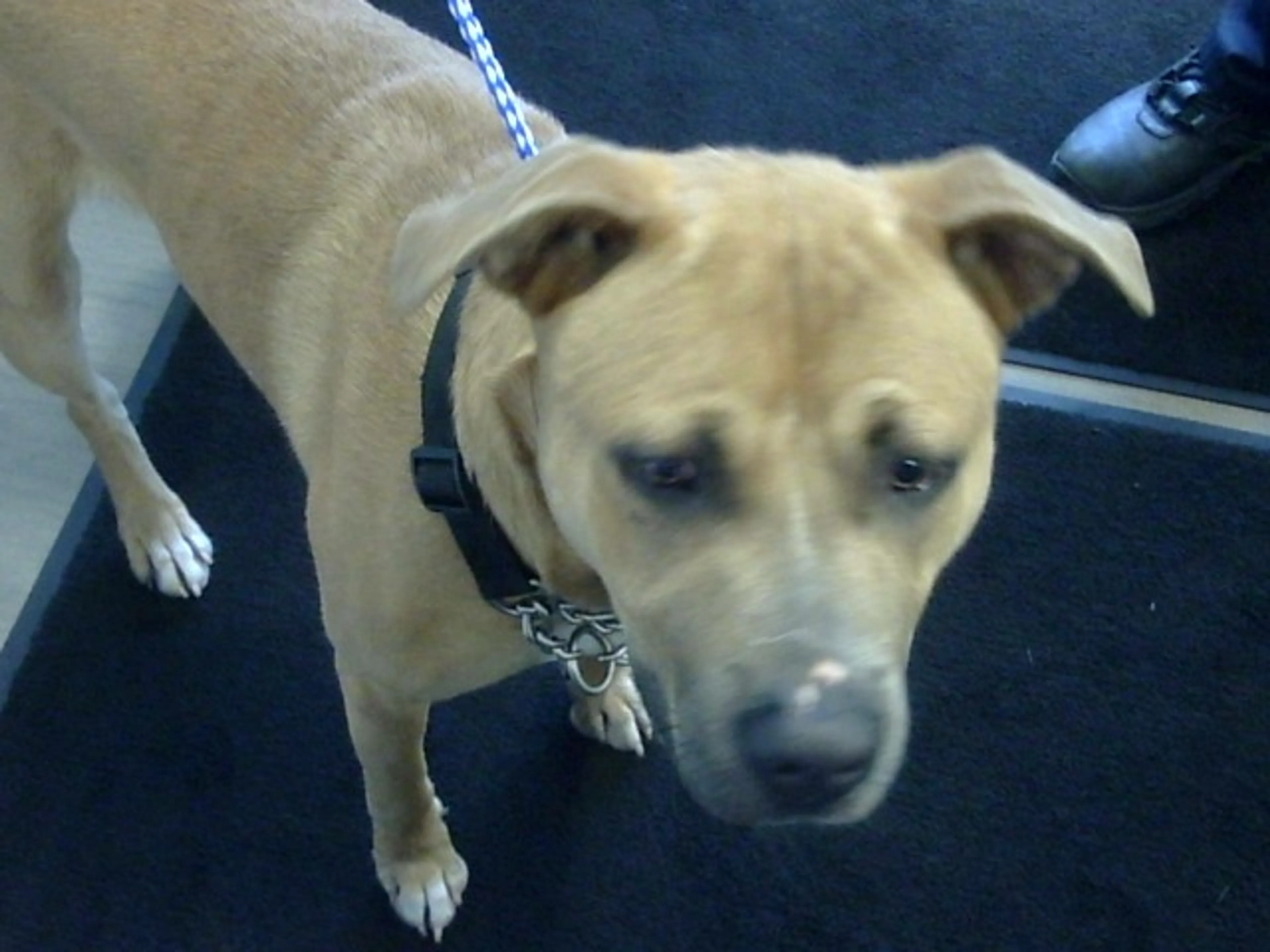Found pet