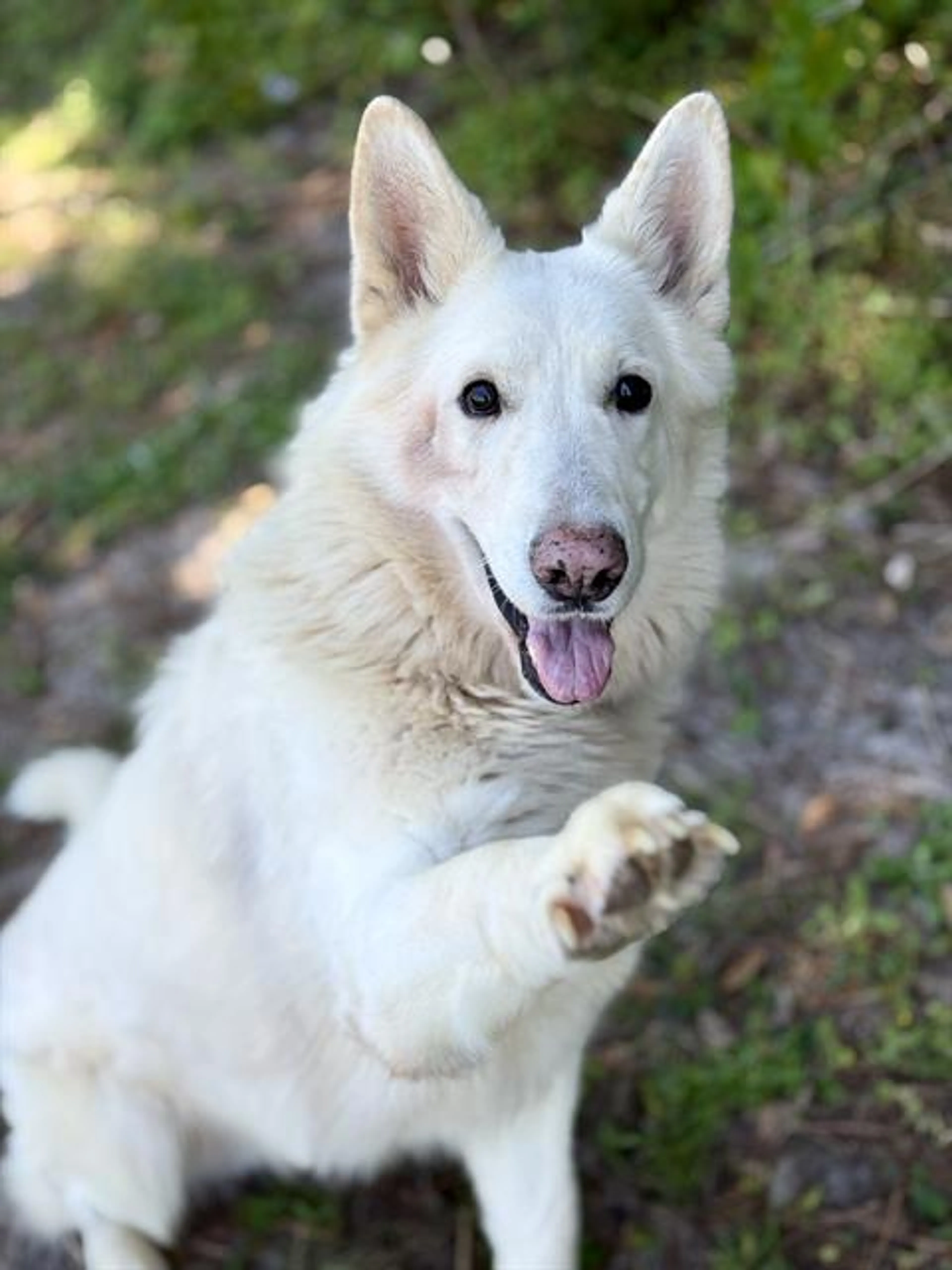 Found pet