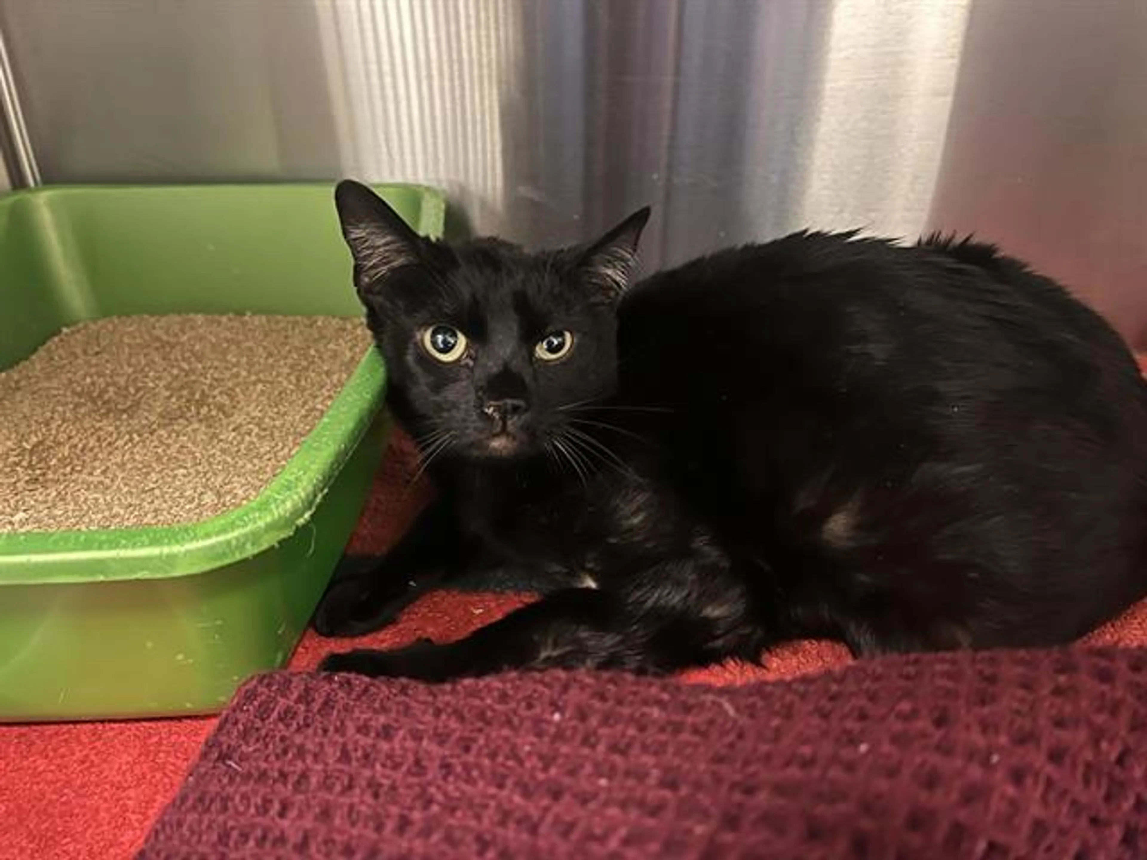 Found pet