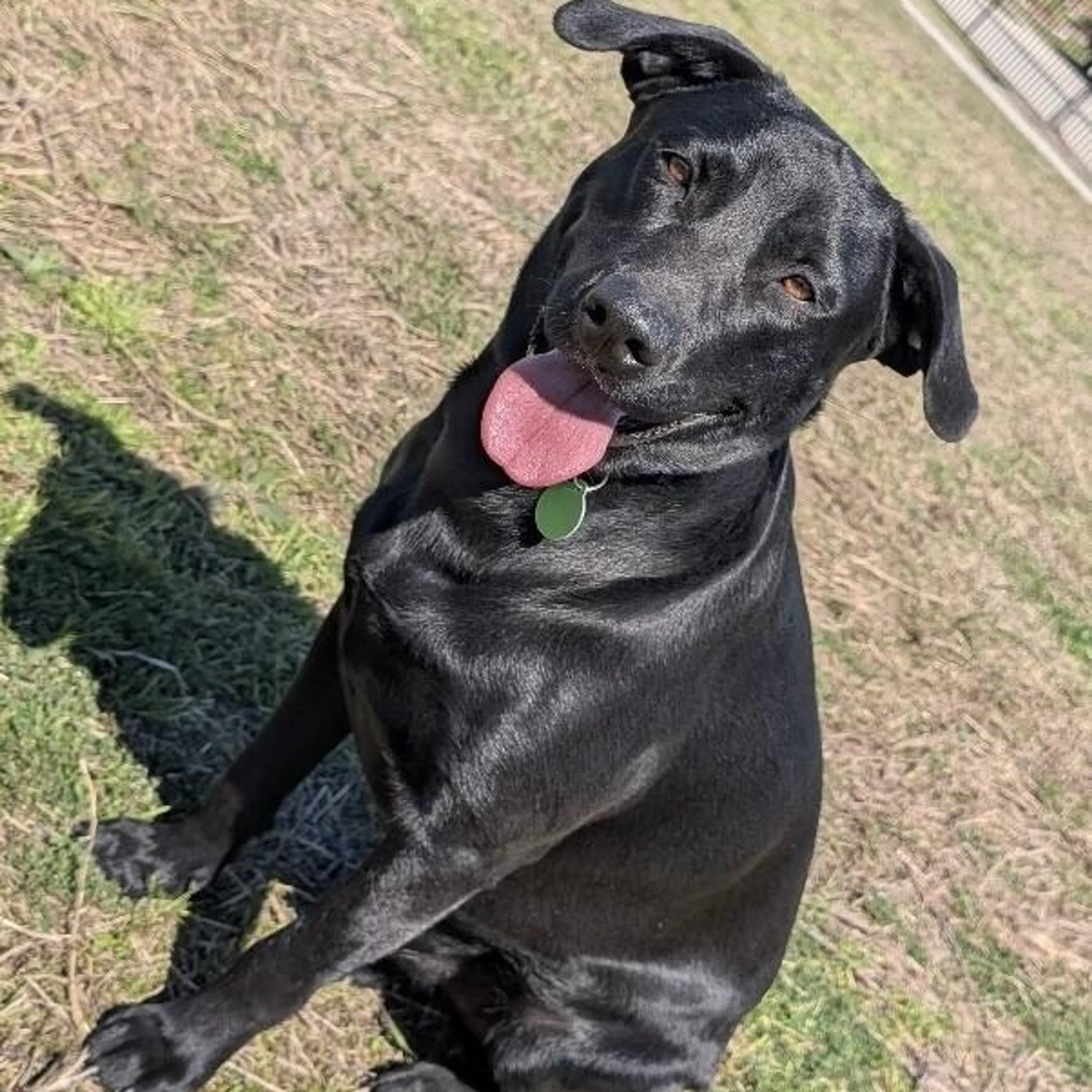 Found pet-2