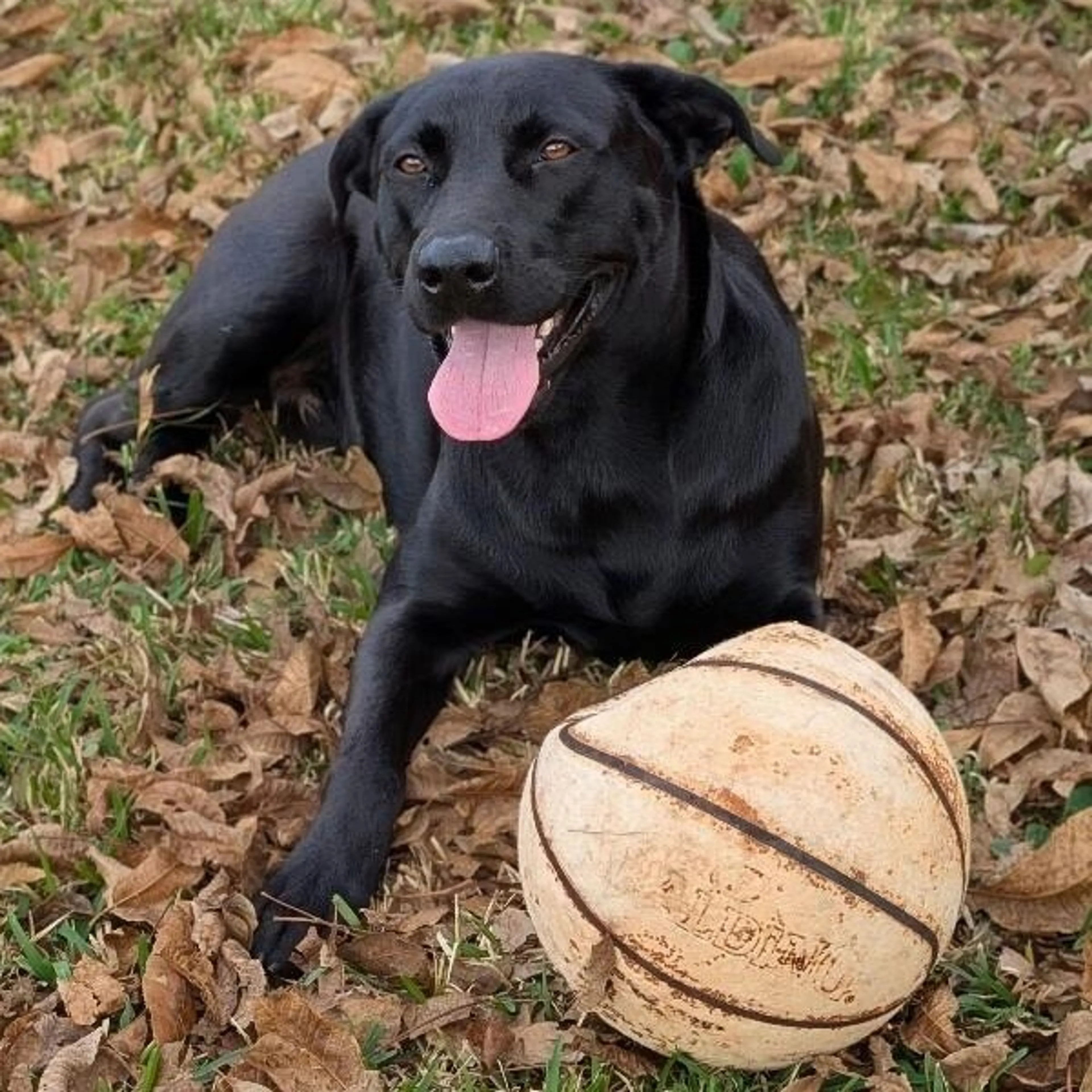 Found pet-4