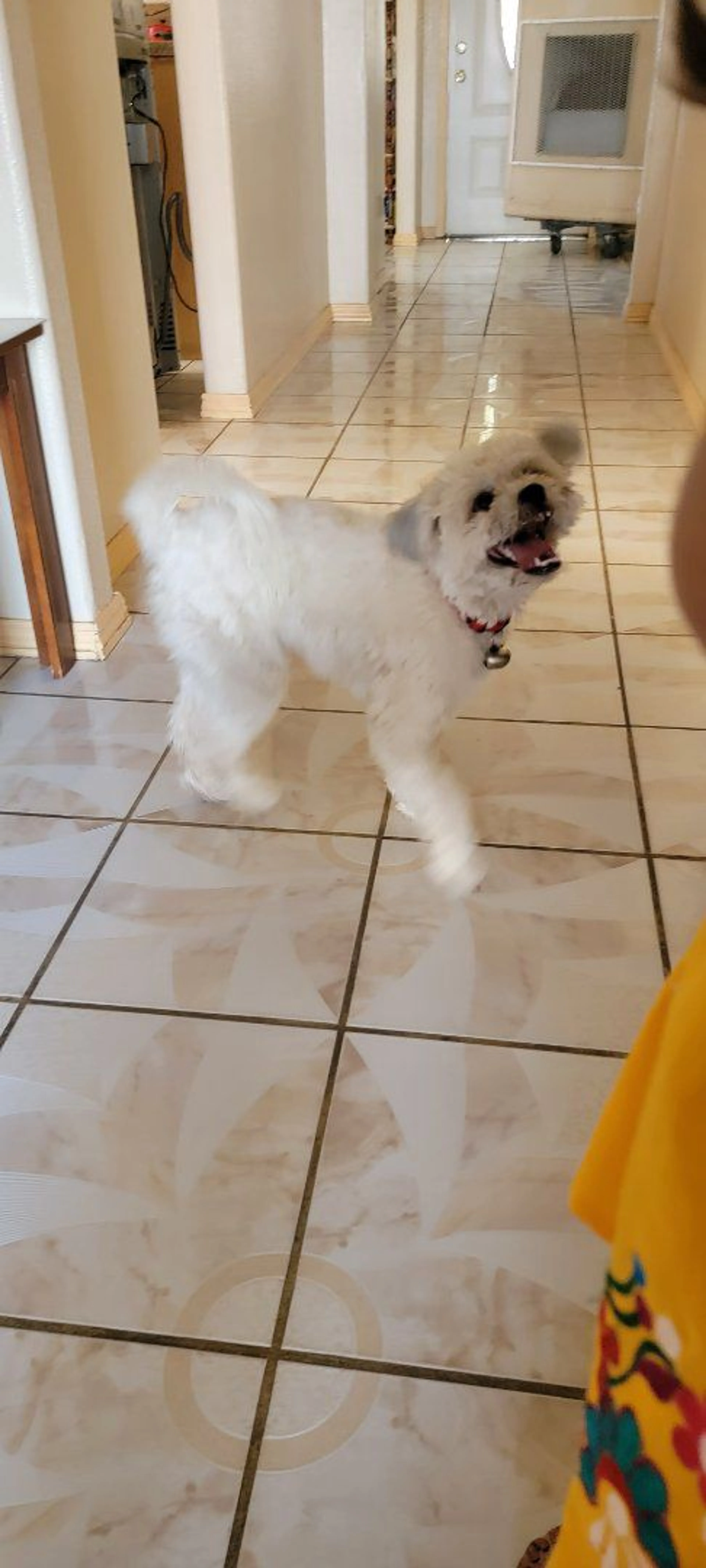 Lost pet-1