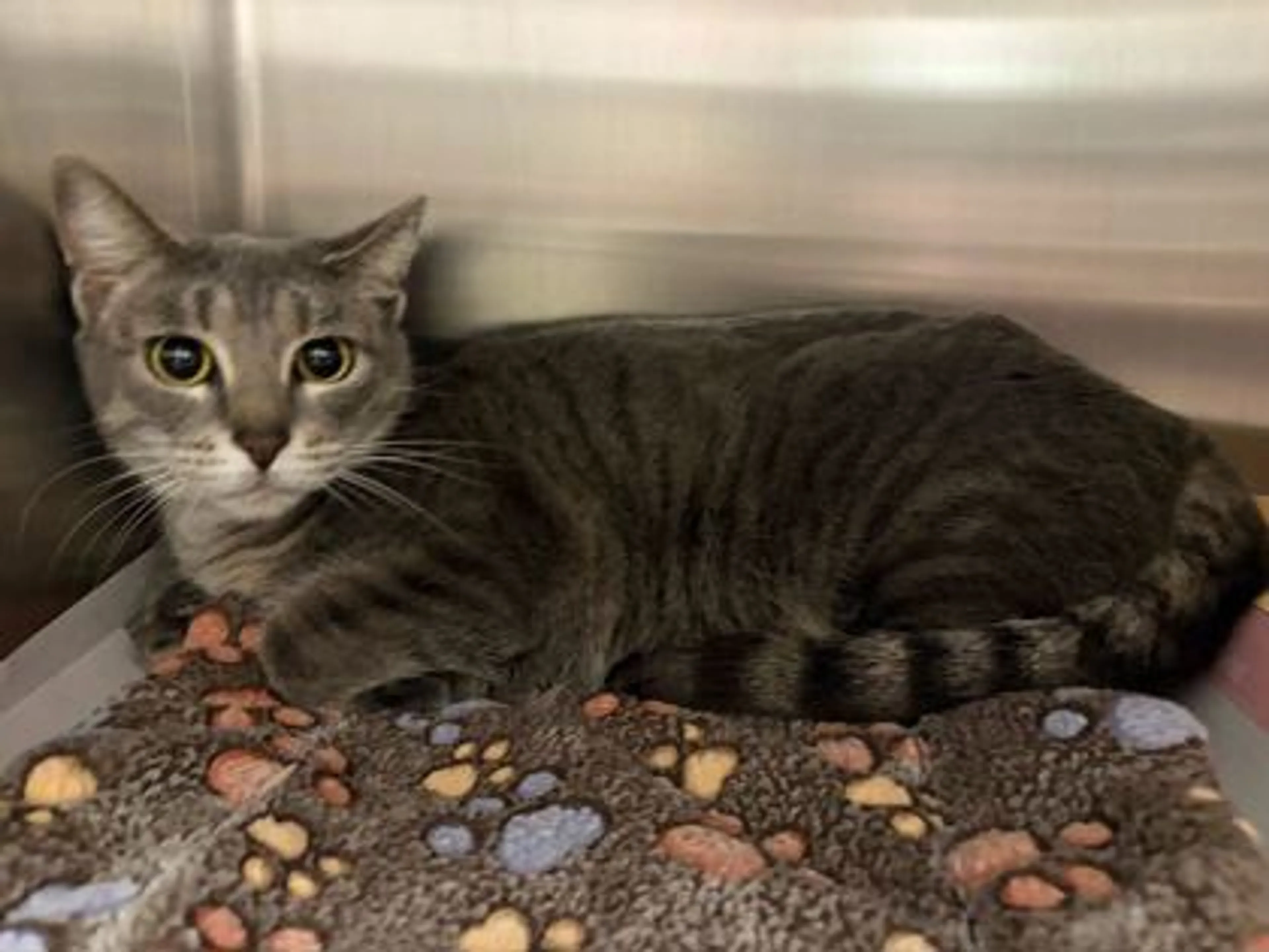 Found pet-2
