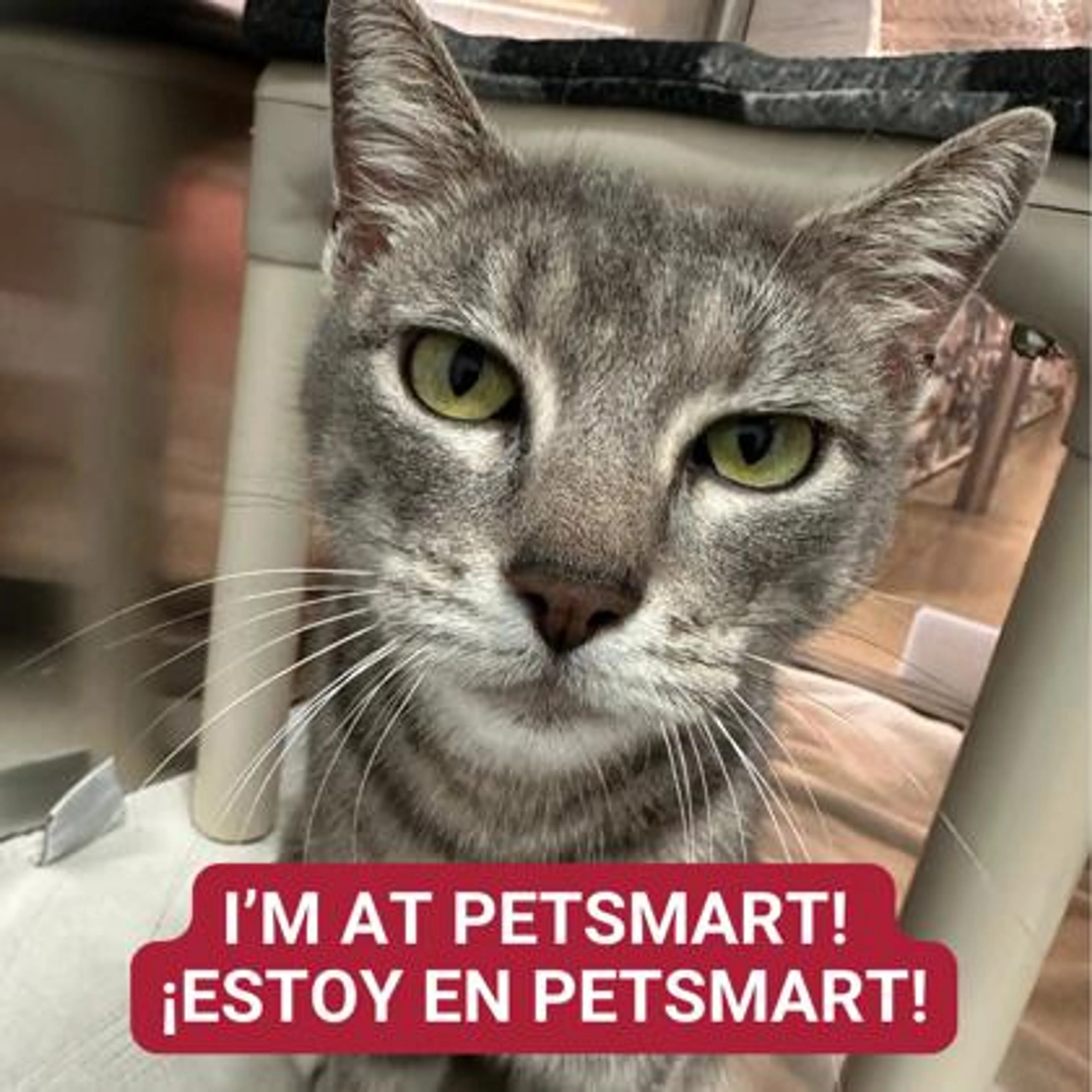 Found pet-0