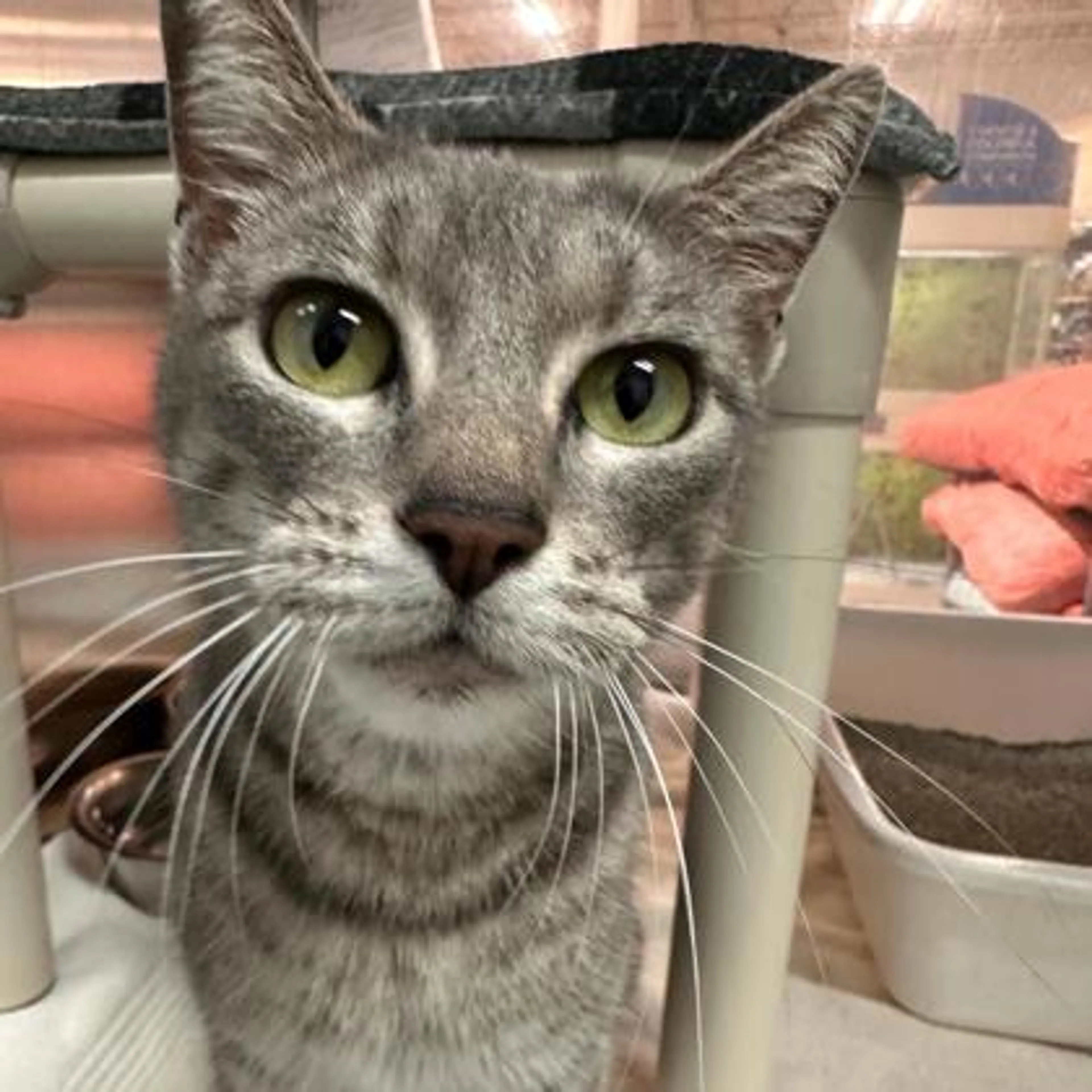 Found pet-1