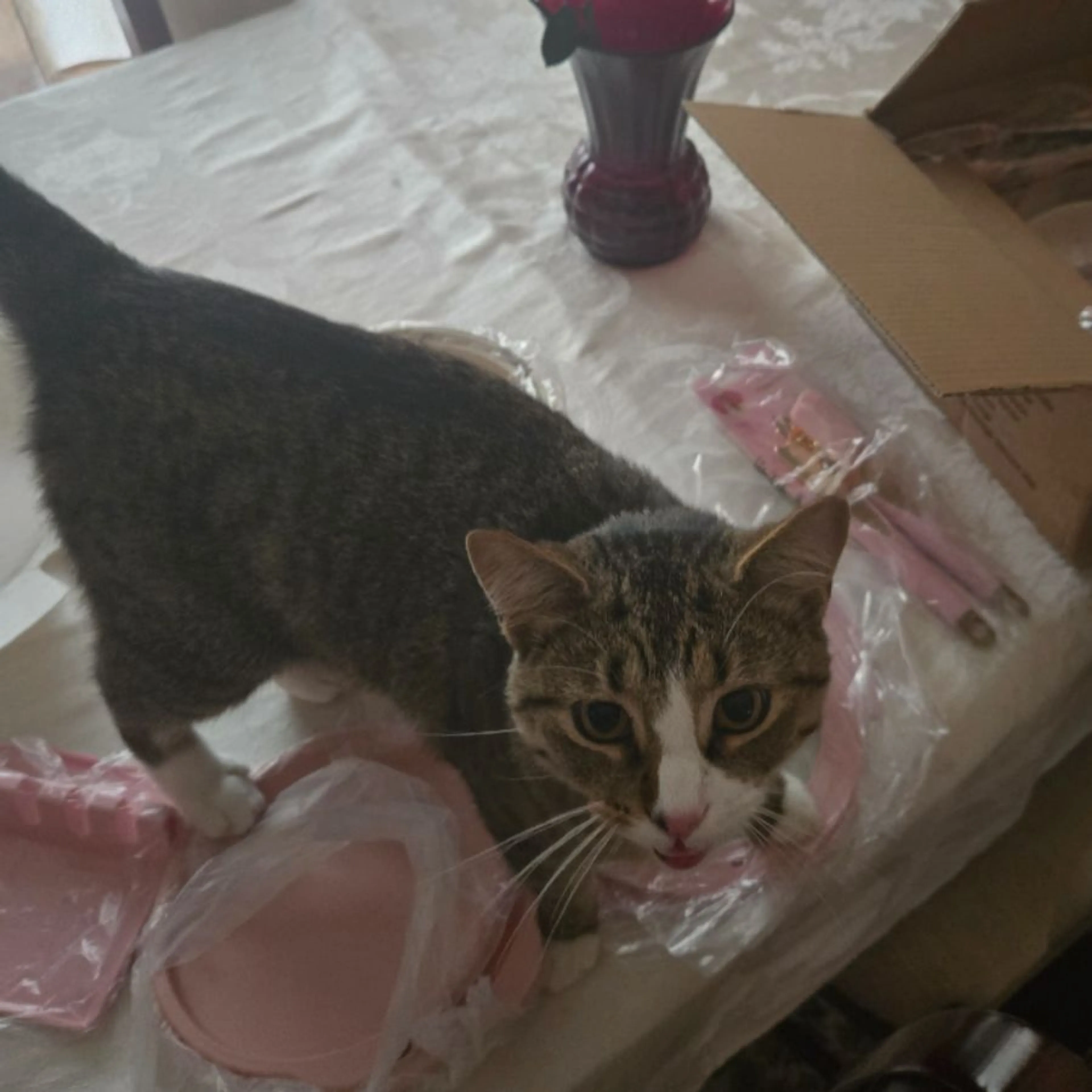 Lost pet-0