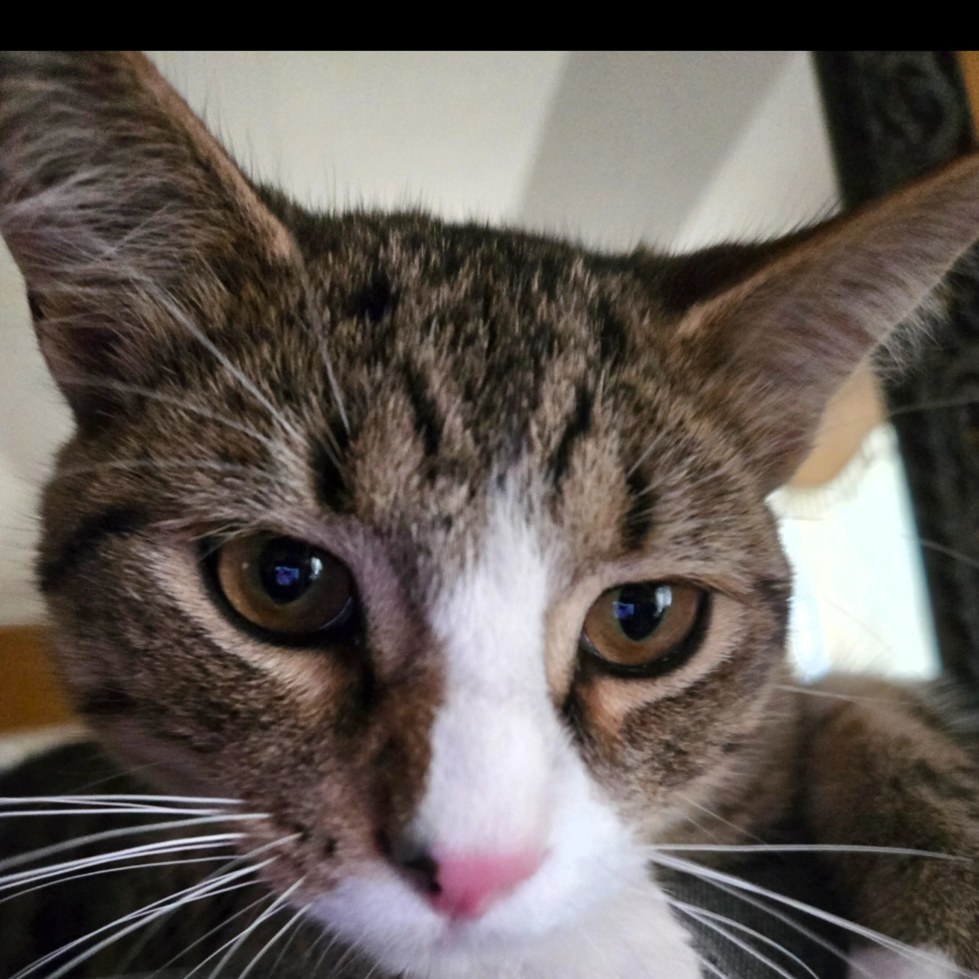 Lost pet-2