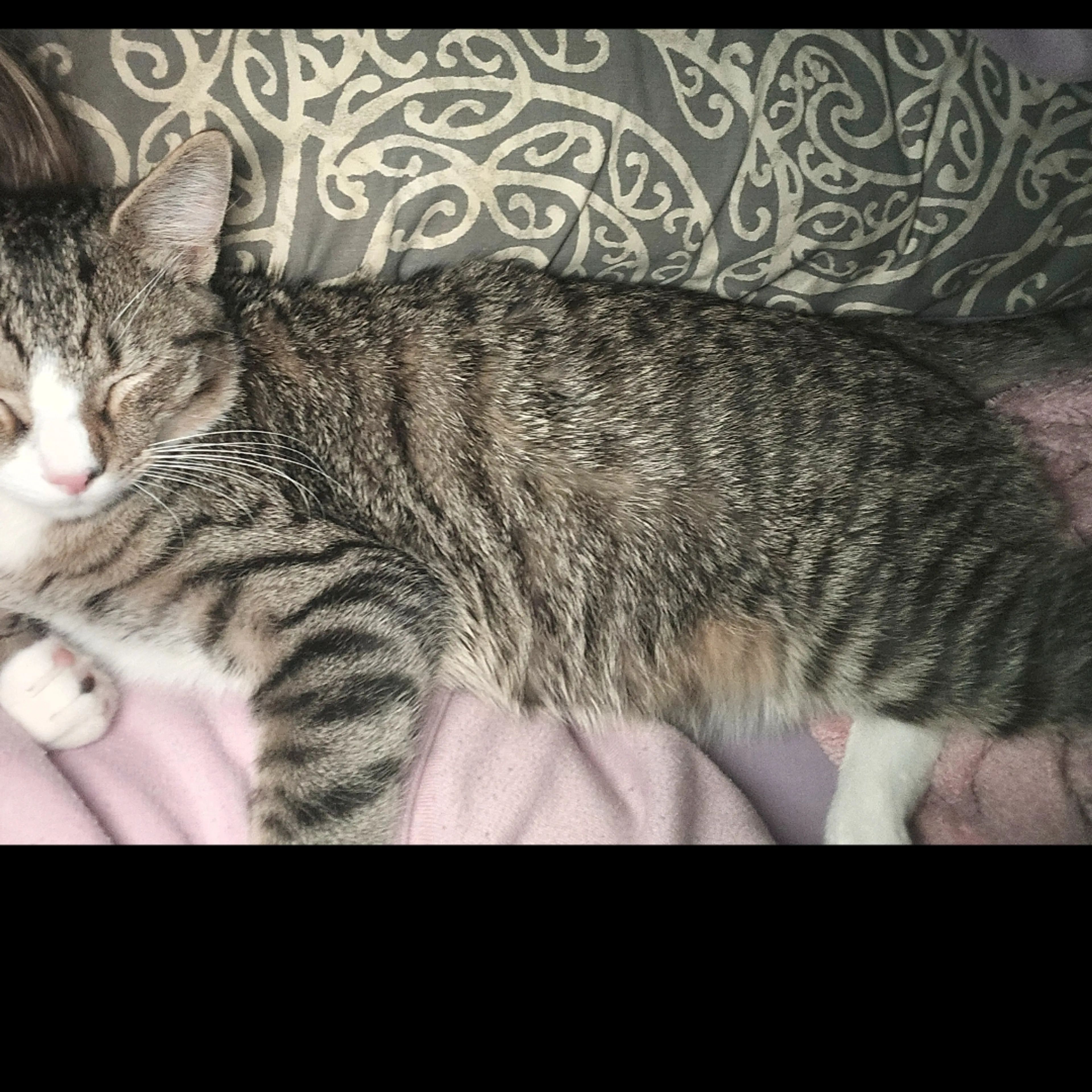 Lost pet-1