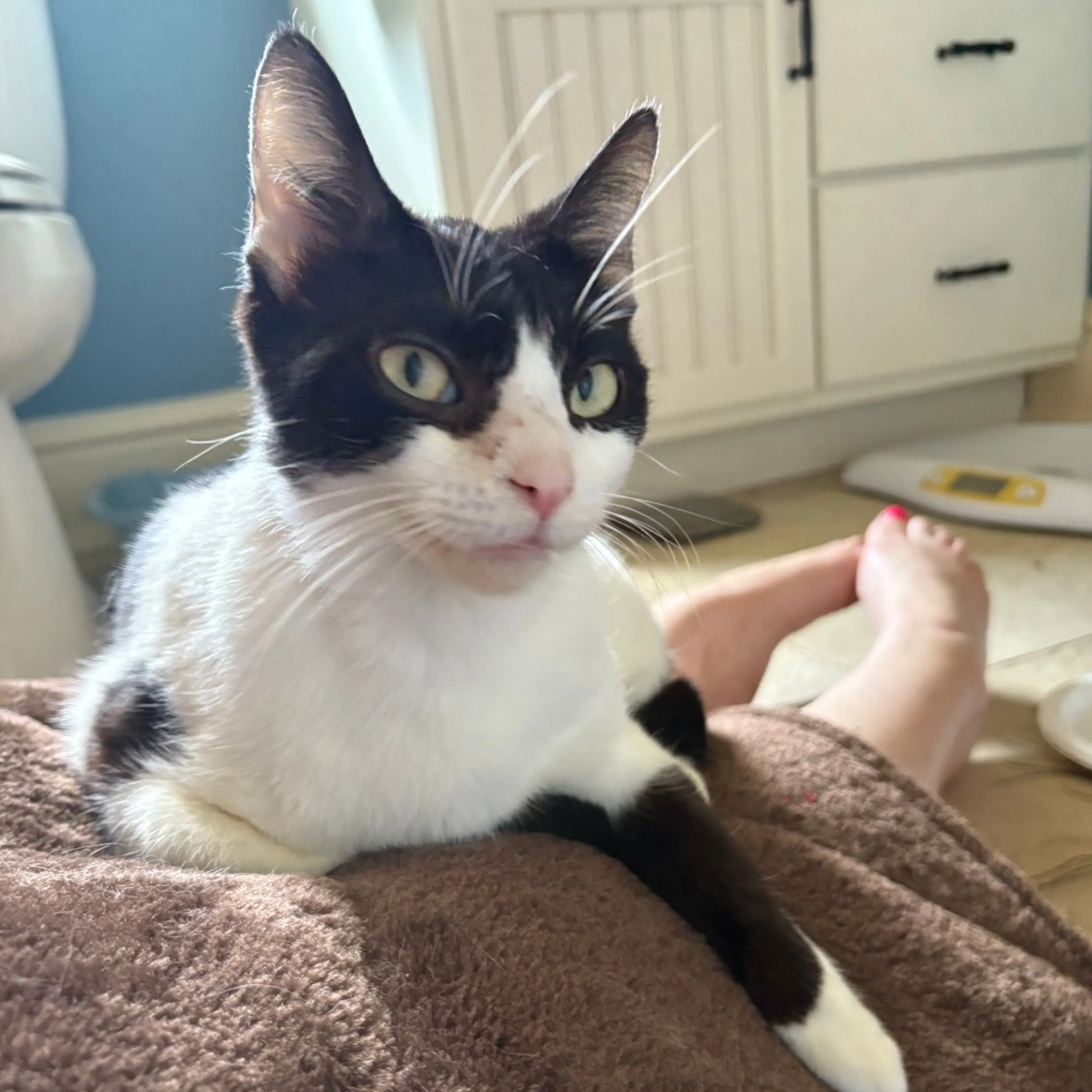 Found pet-1