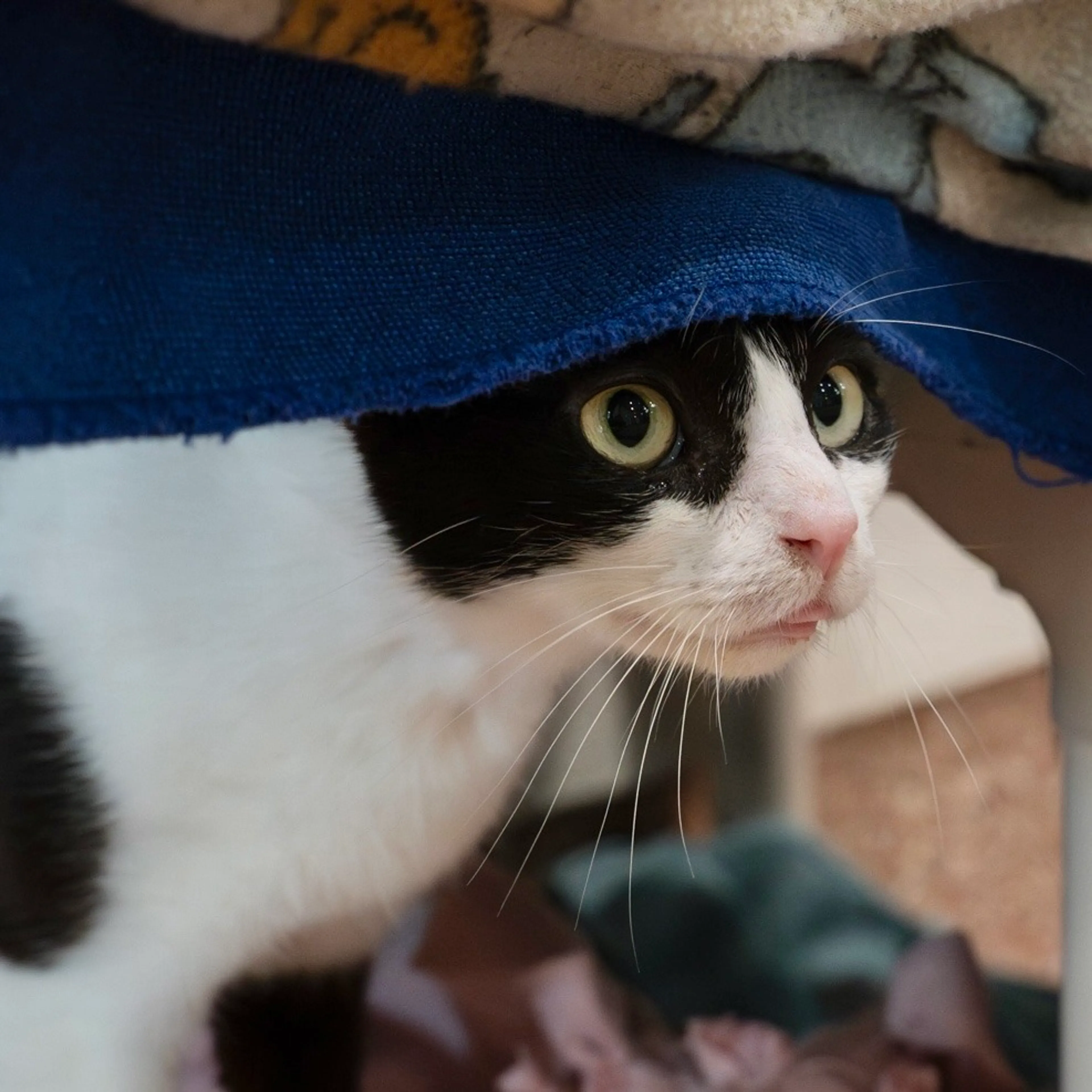 Found pet-3
