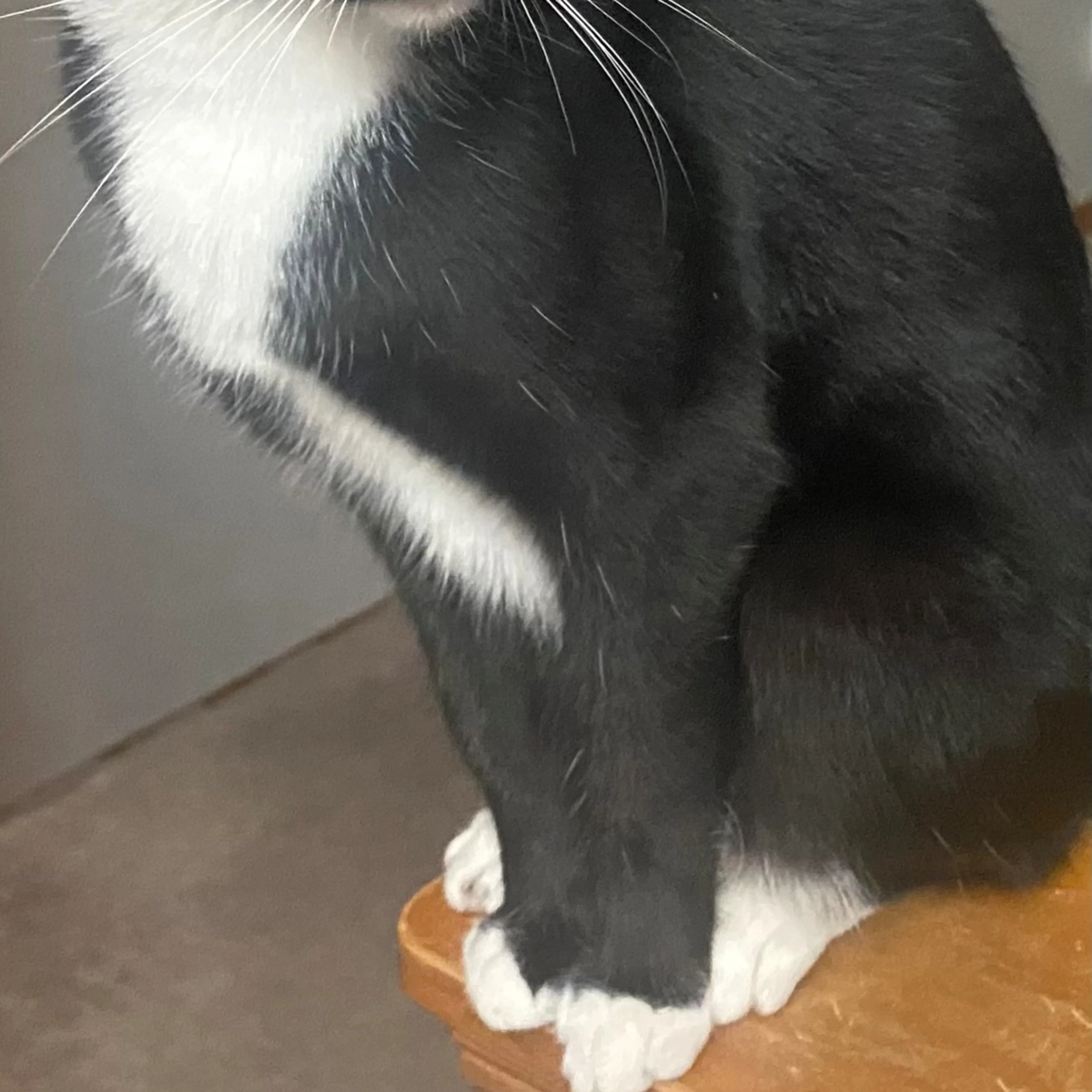 Lost pet-1