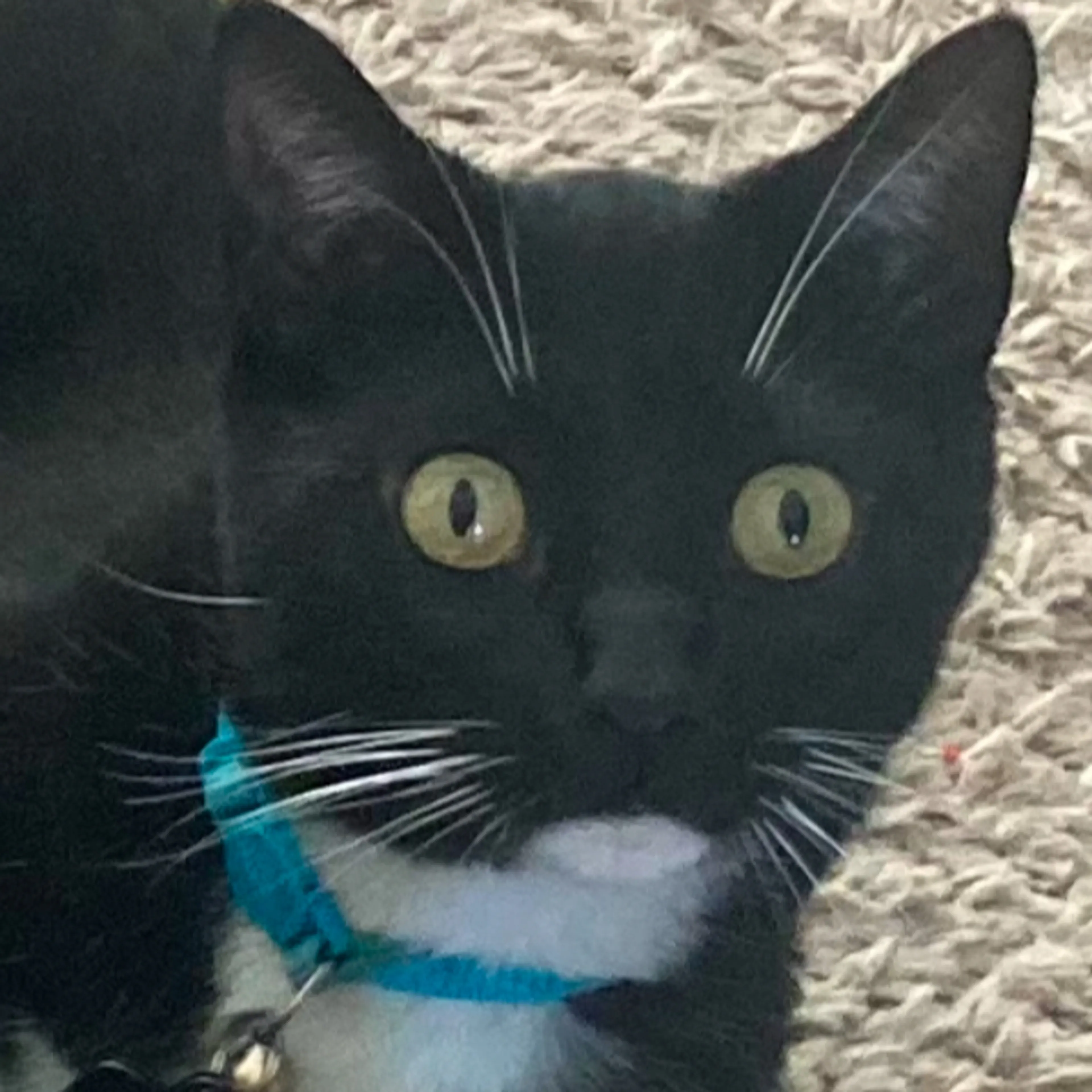 Lost pet-2