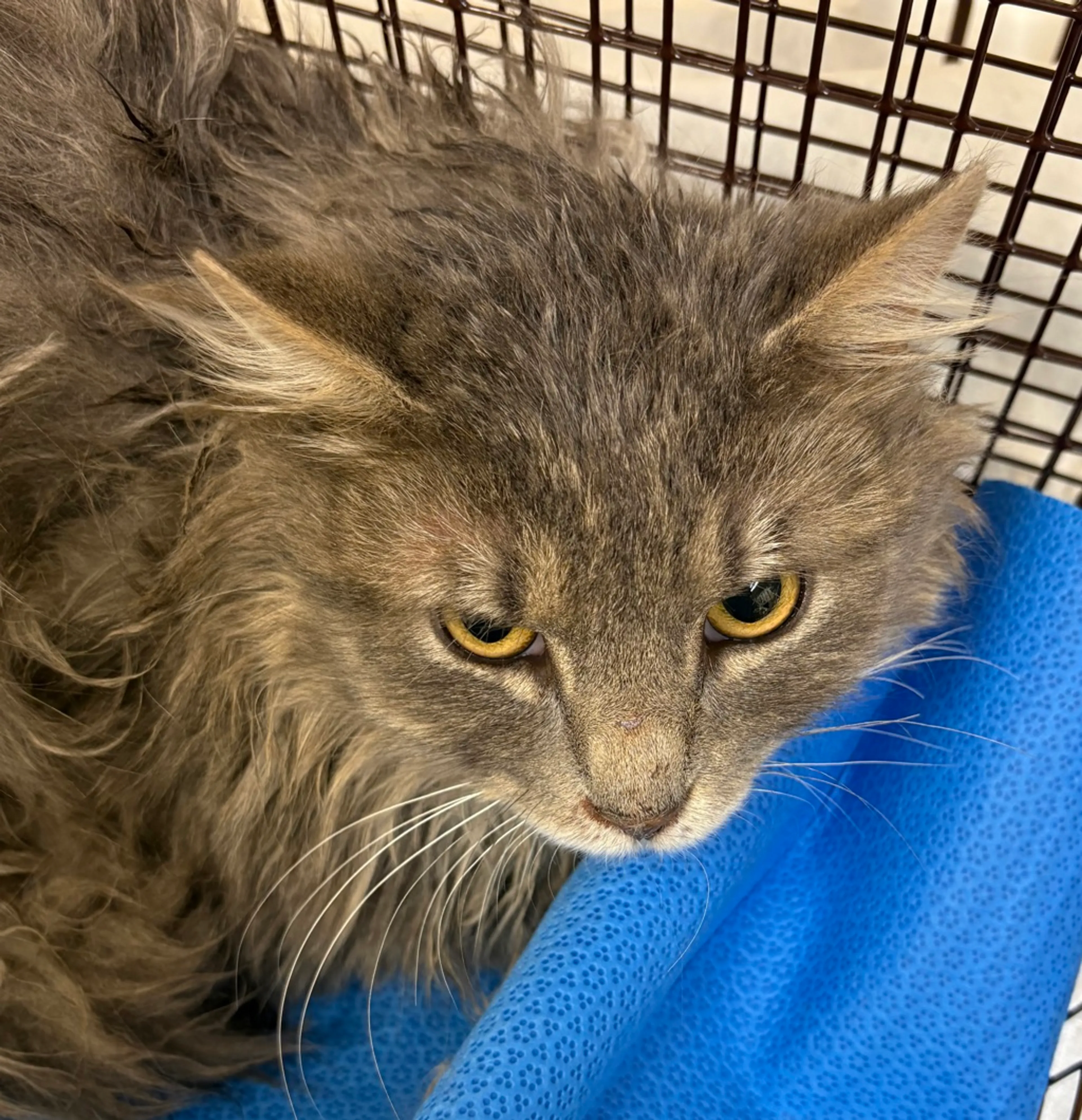 Found pet