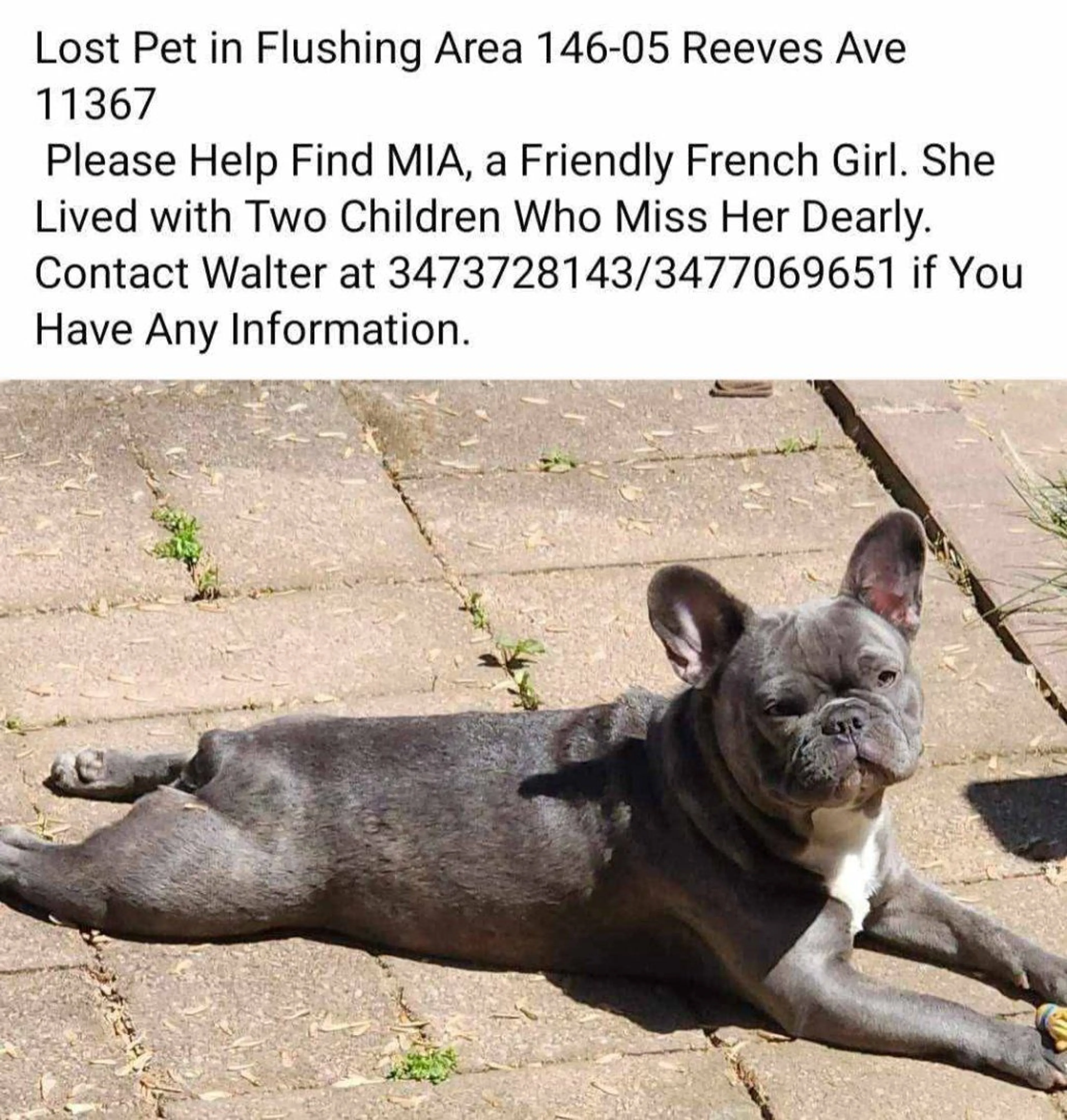 Lost pet-0