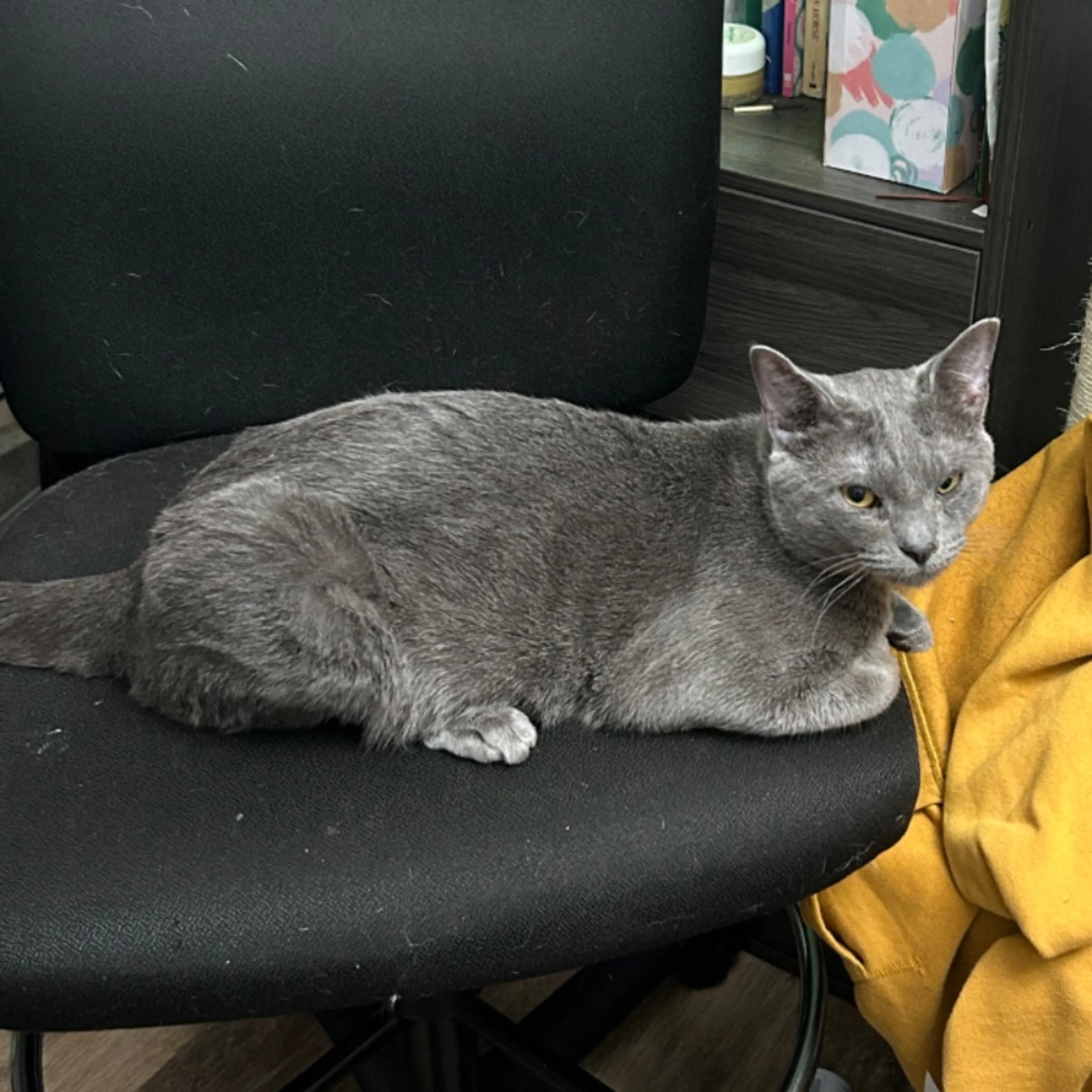 Lost pet