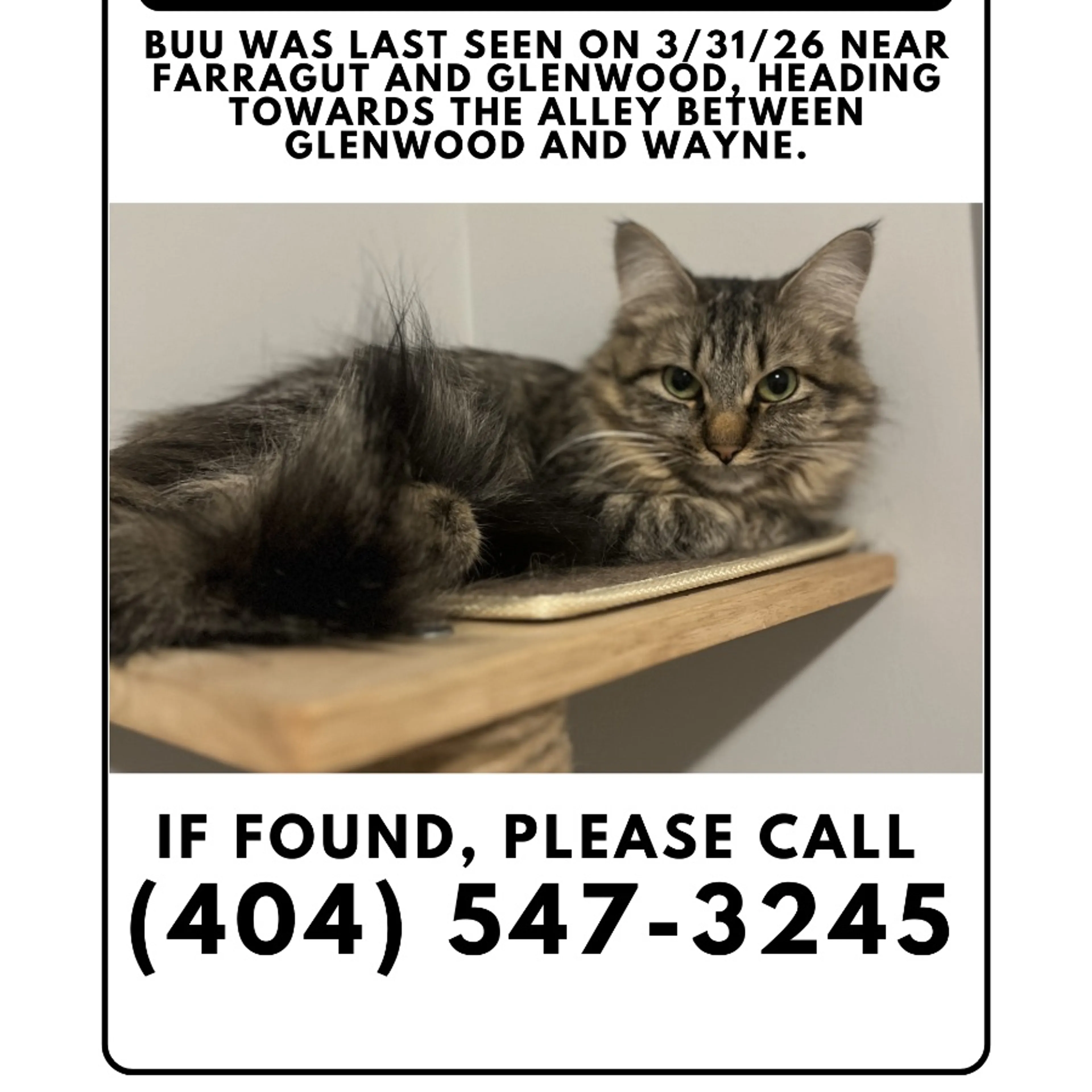 Lost pet