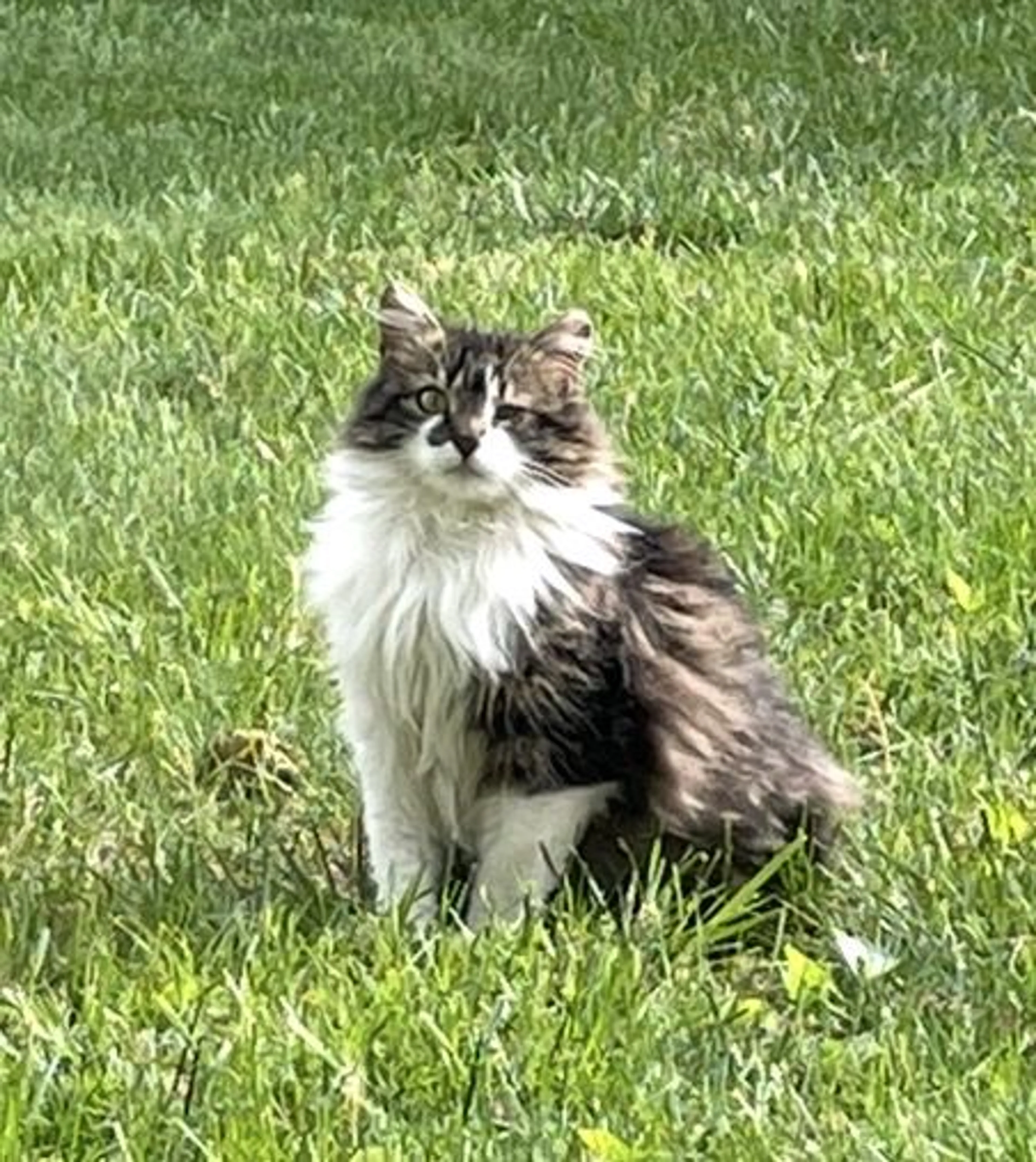 Lost pet-0