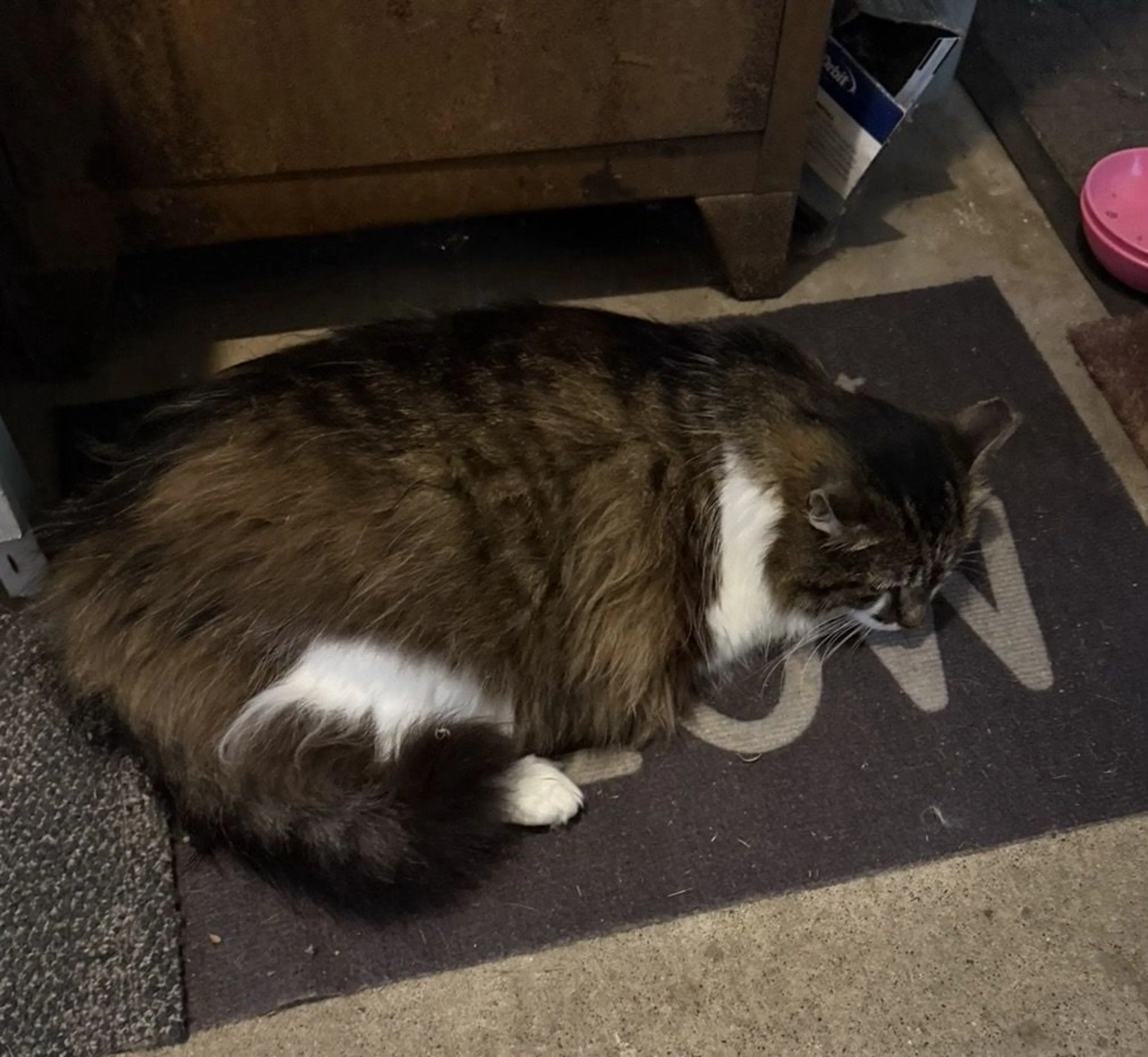 Lost pet-1