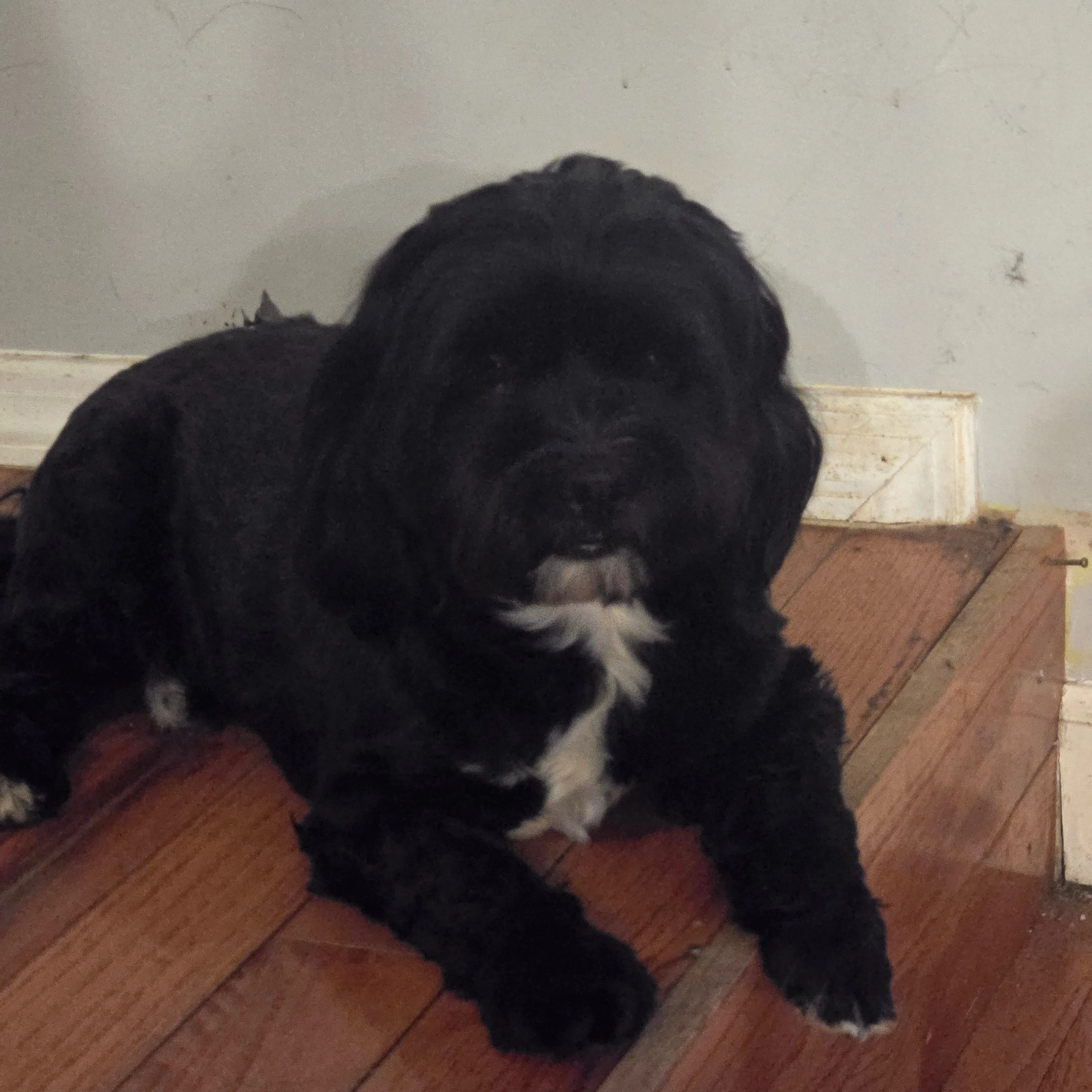 Lost pet-1