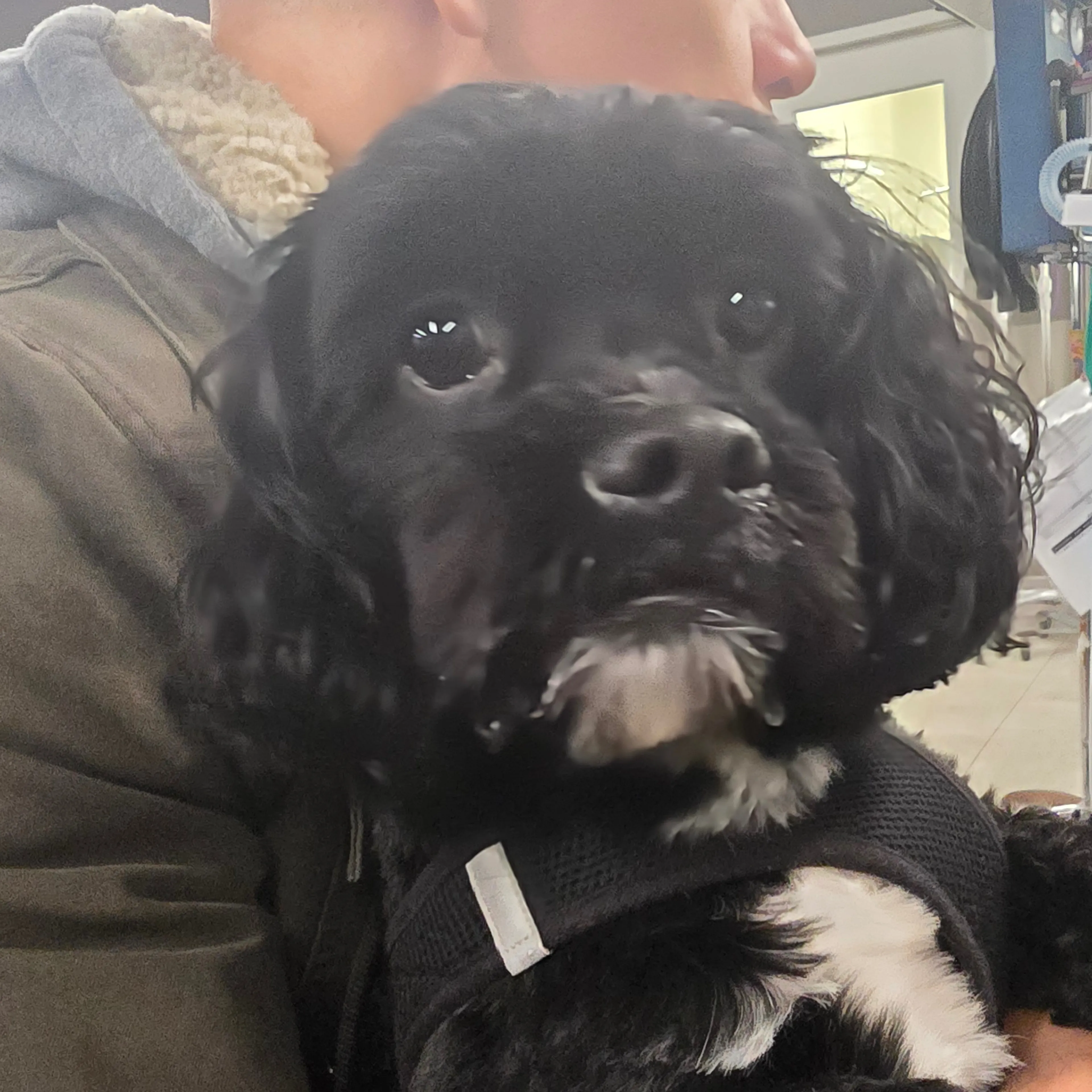 Lost pet-2