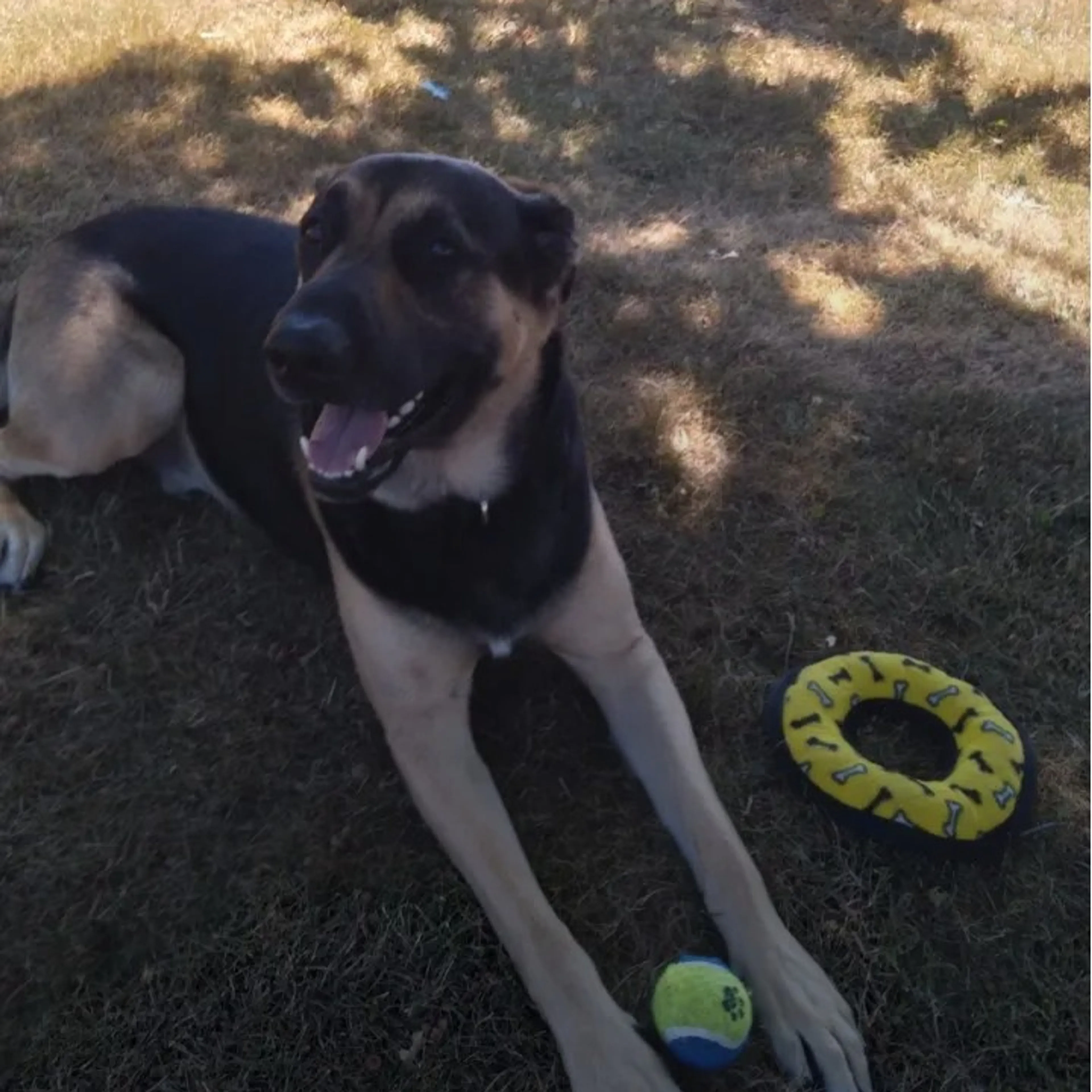 Lost pet-1