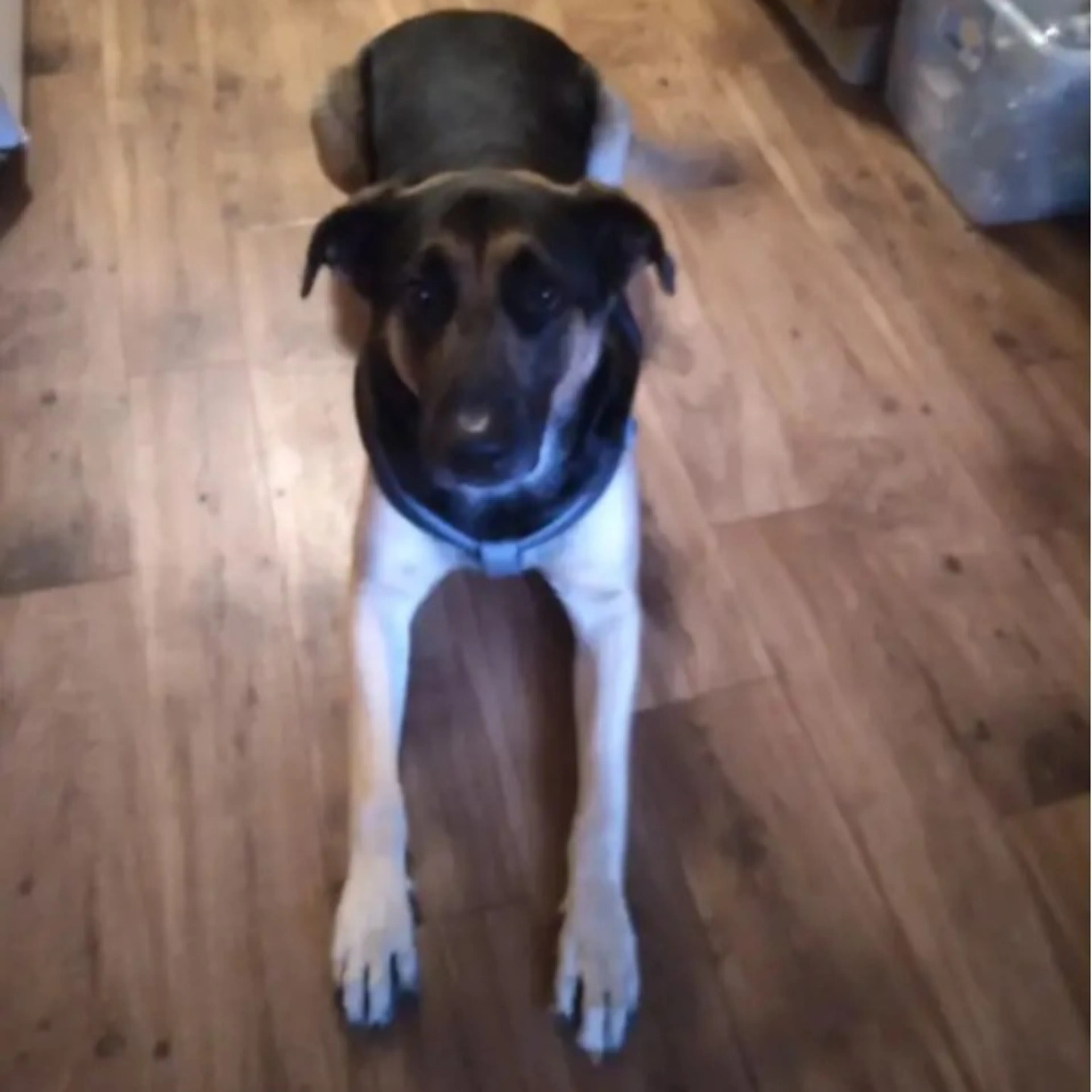 Lost pet-3