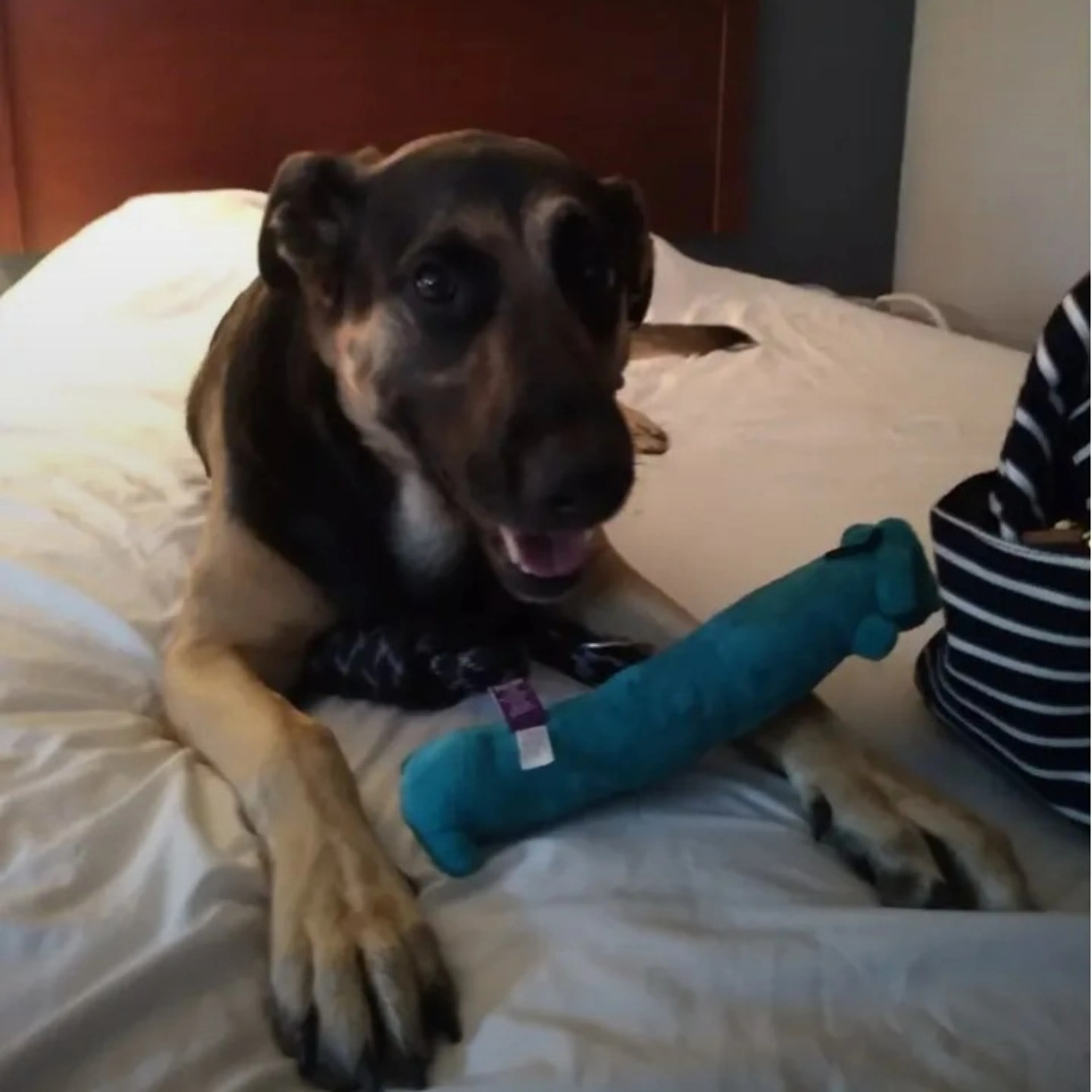 Lost pet-2