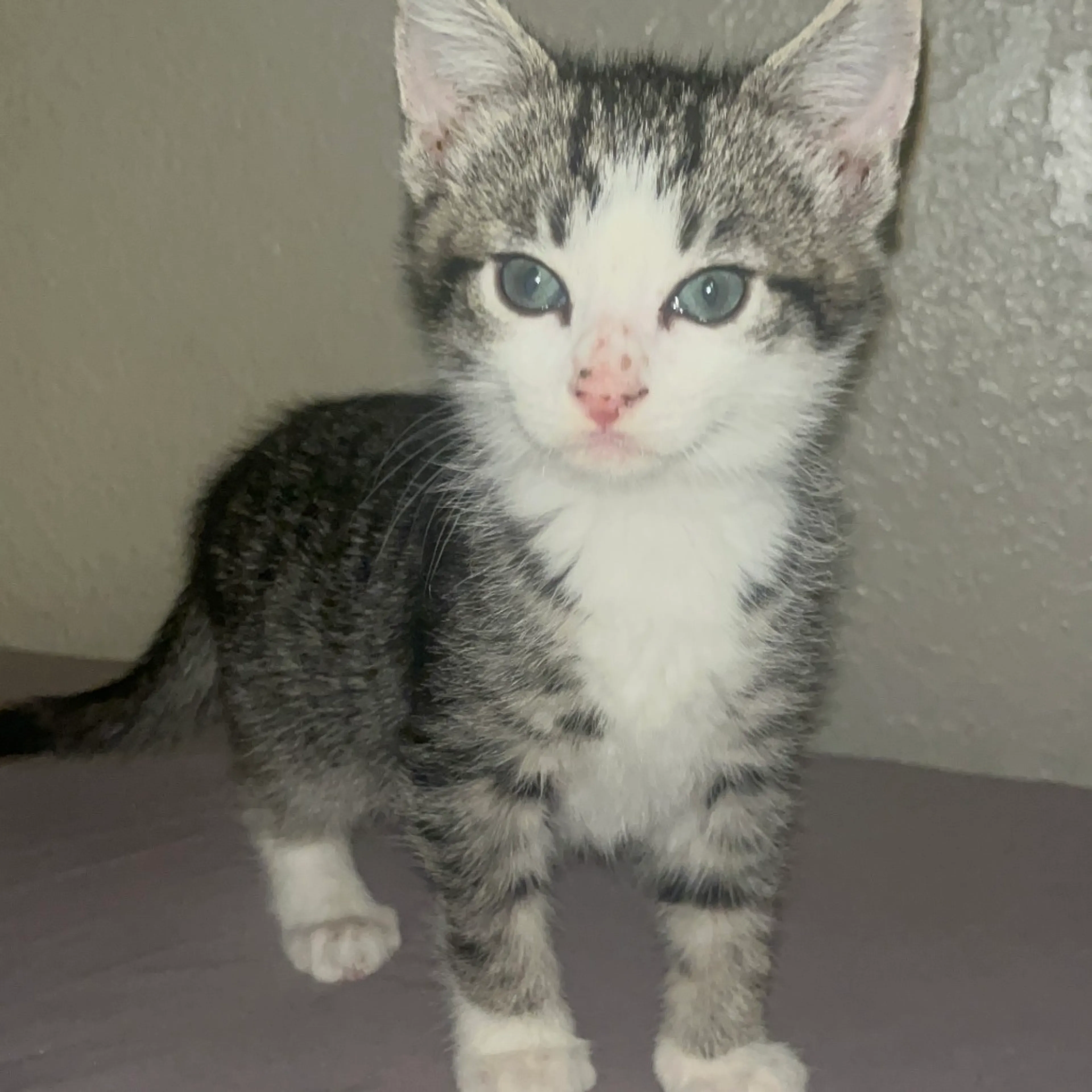 Found pet-3