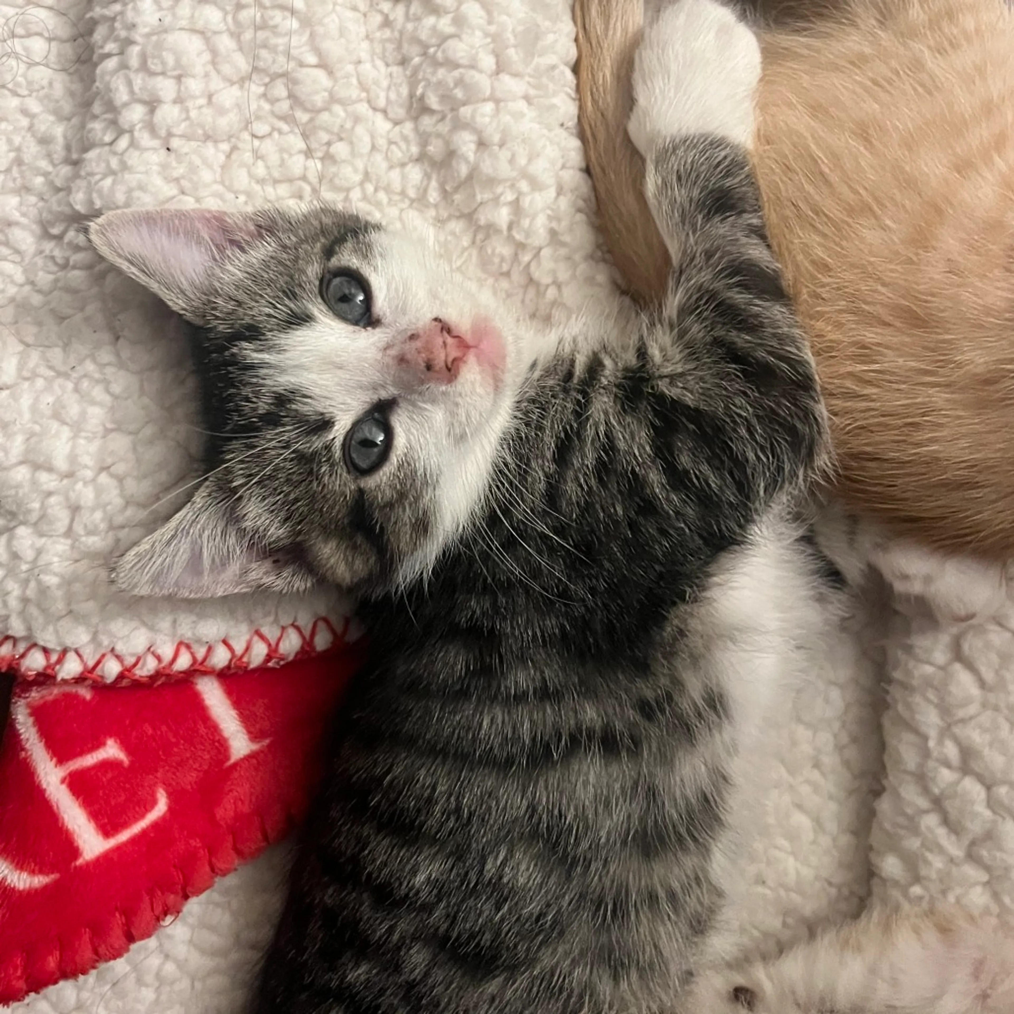 Found pet-0