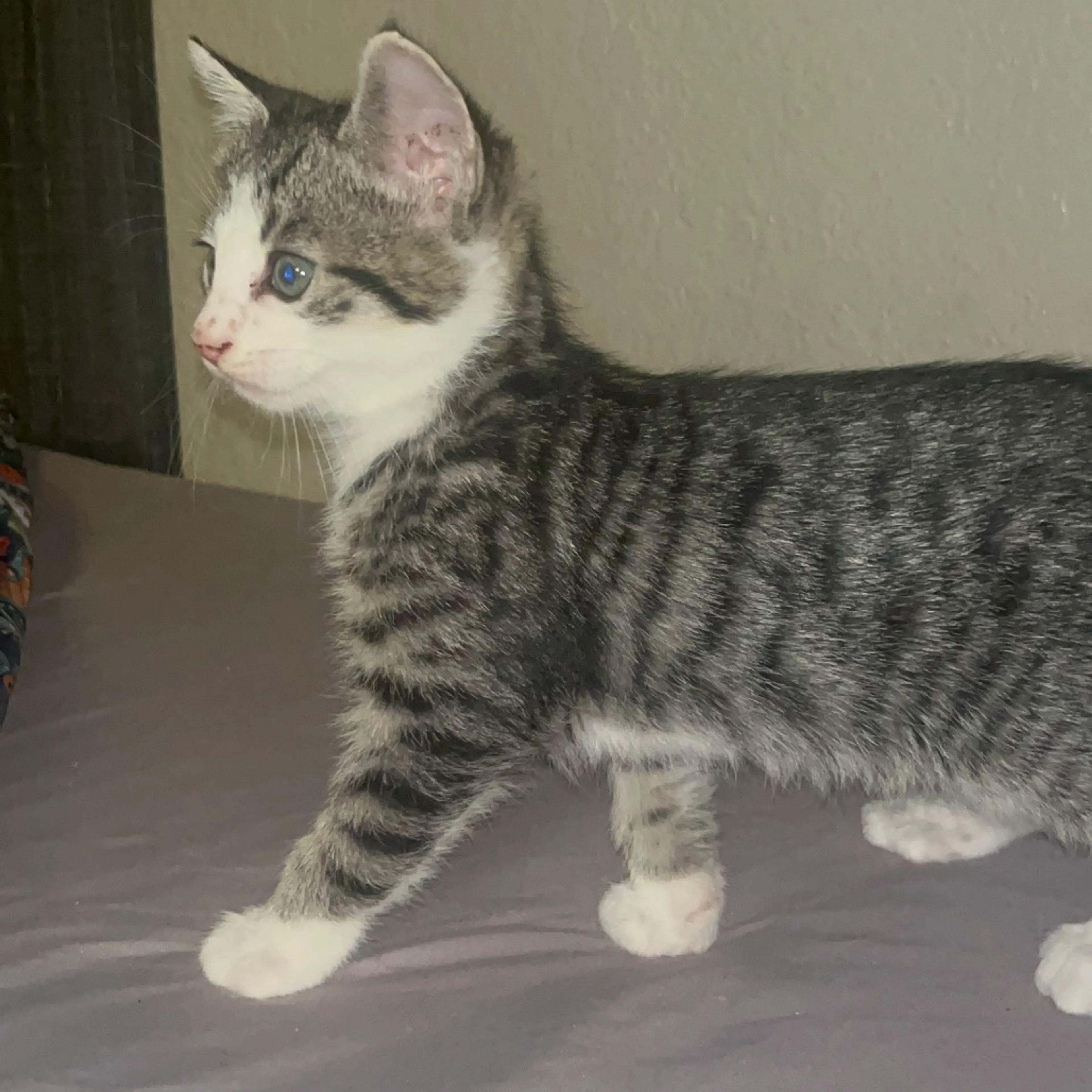Found pet-1
