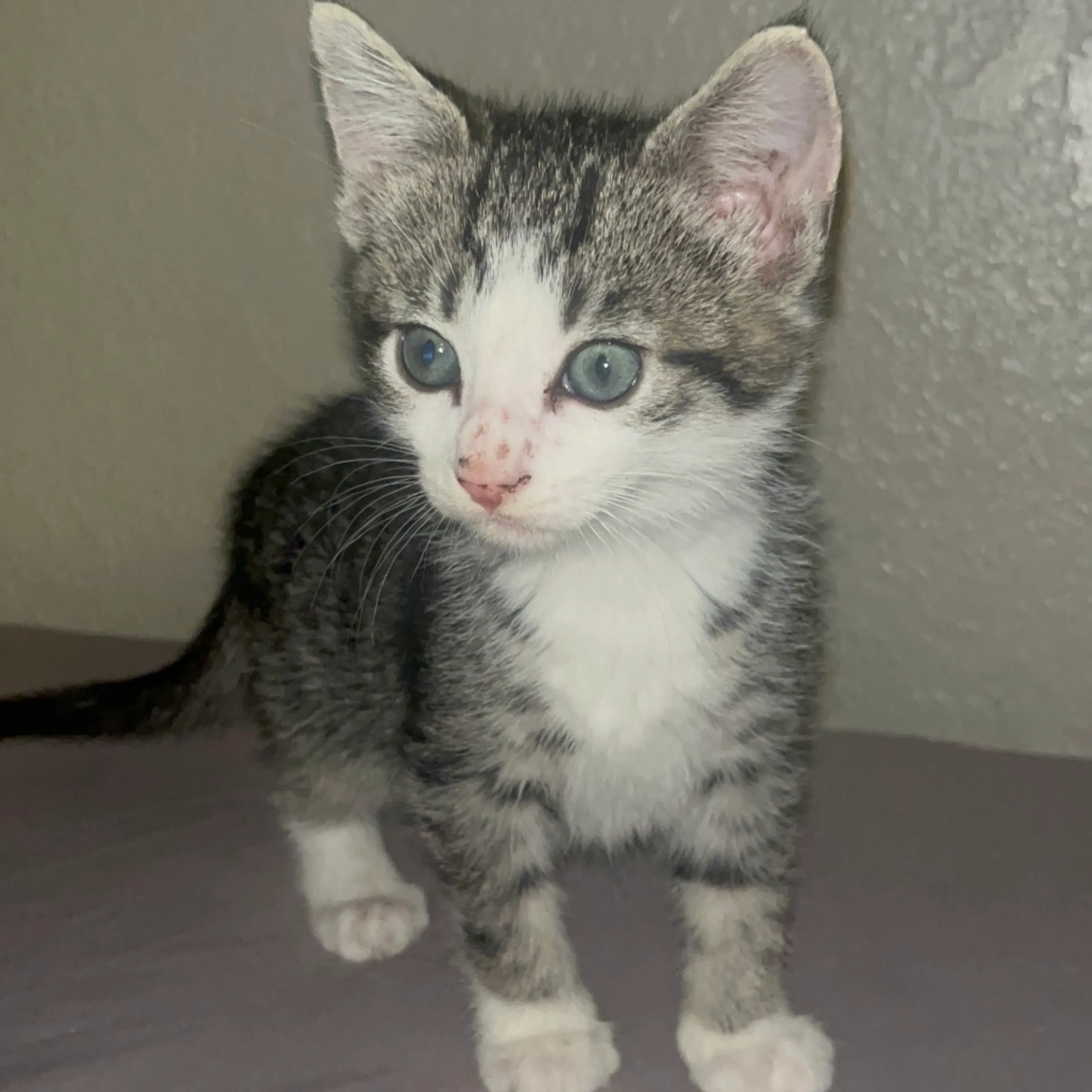 Found pet-4