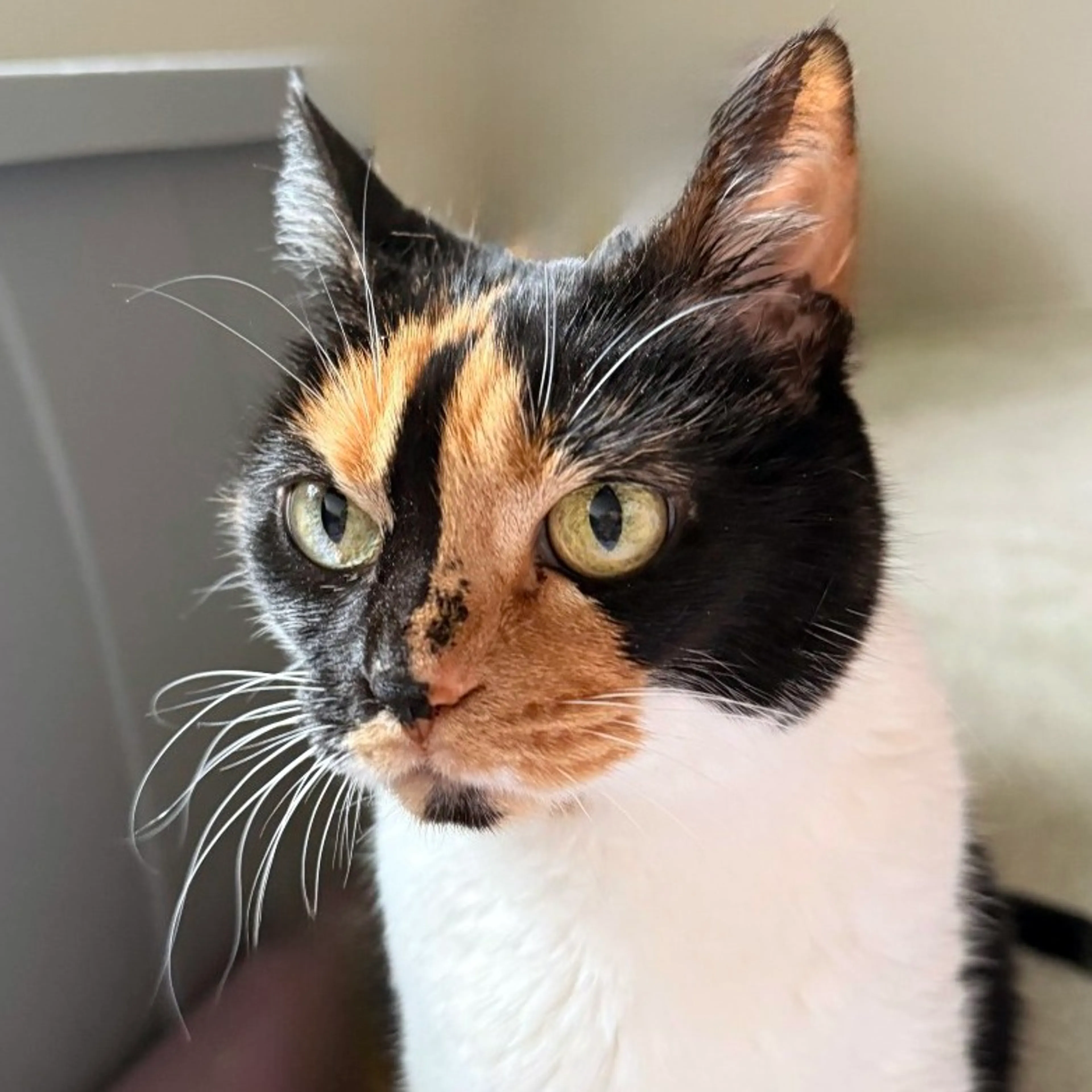 Found pet-1