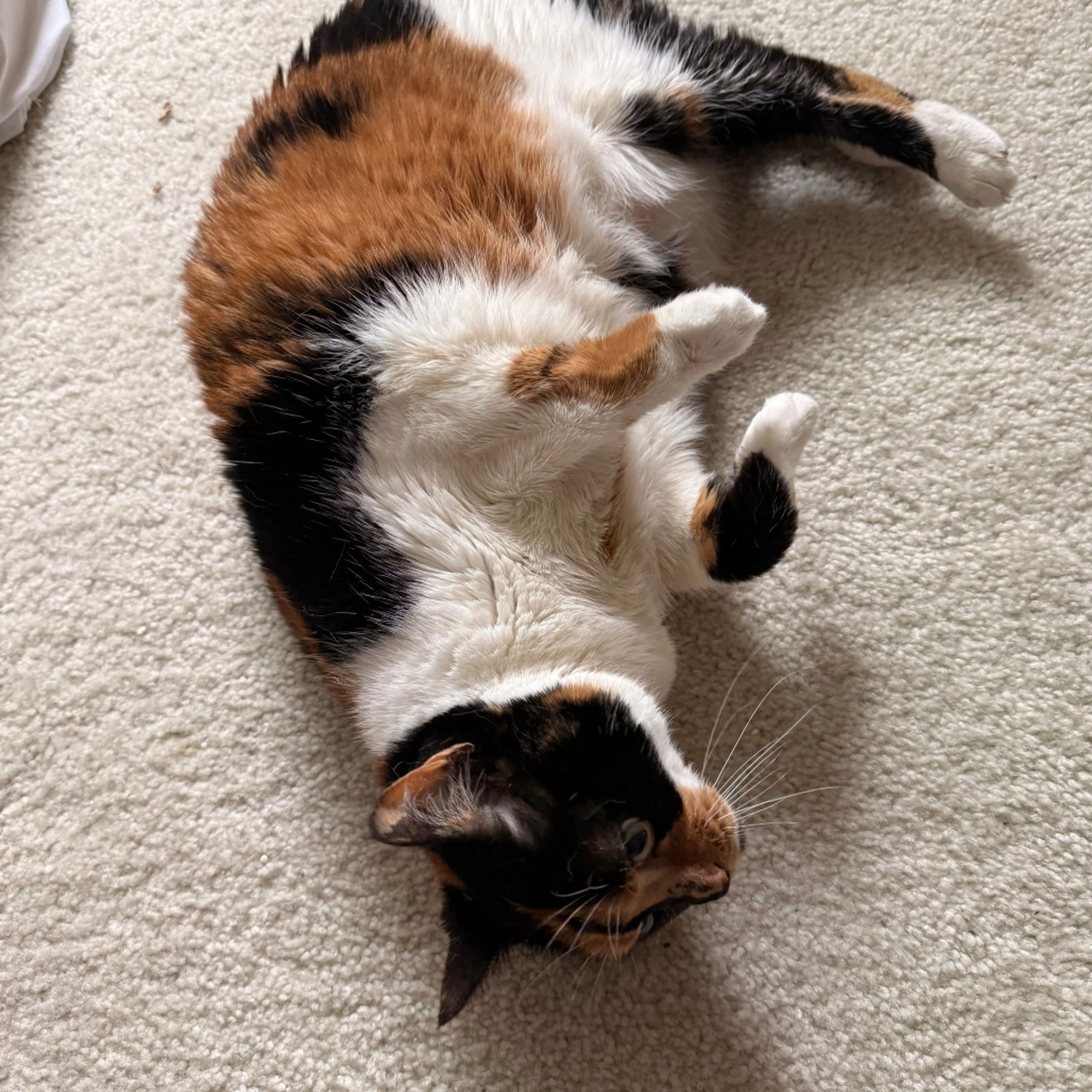 Found pet-3