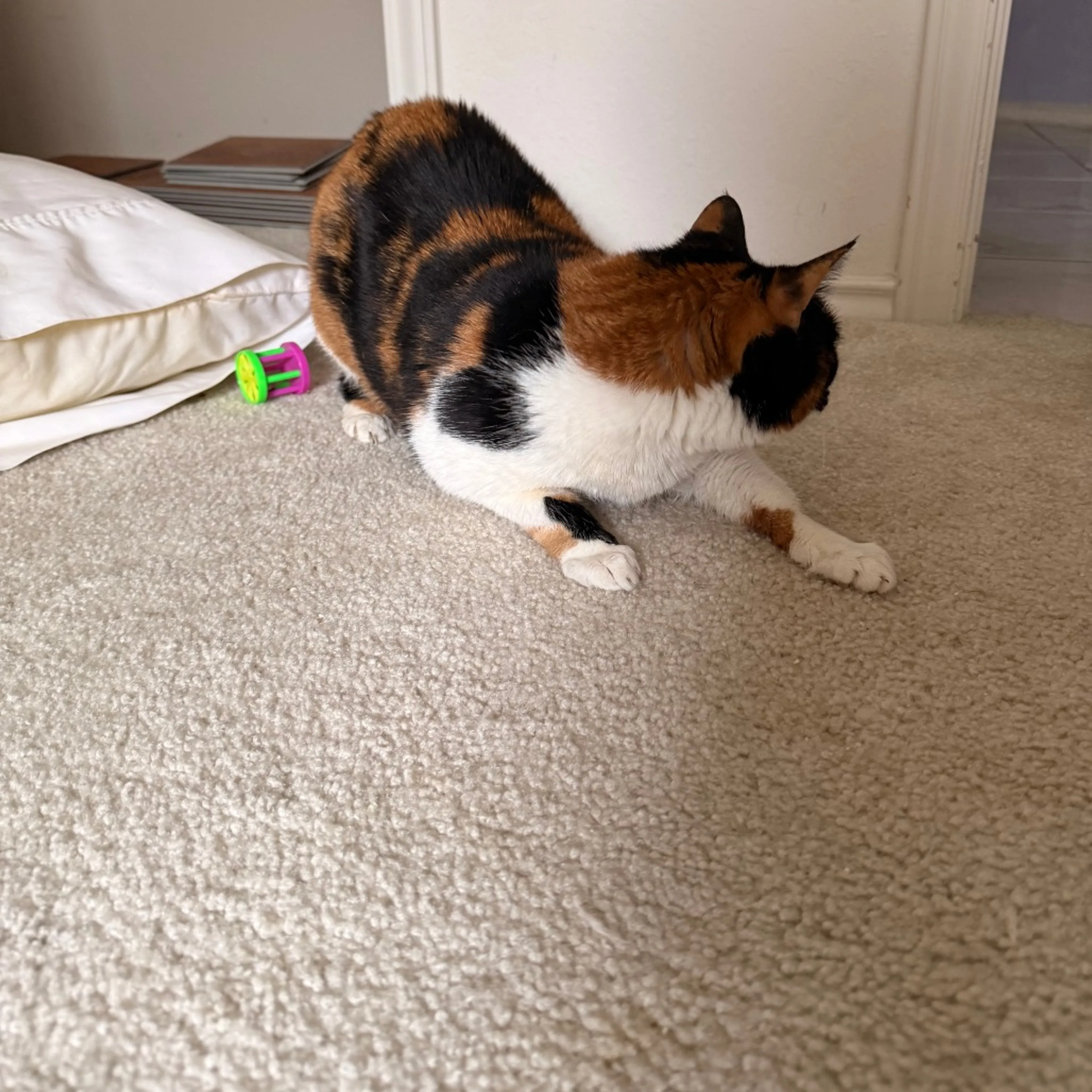 Found pet-2