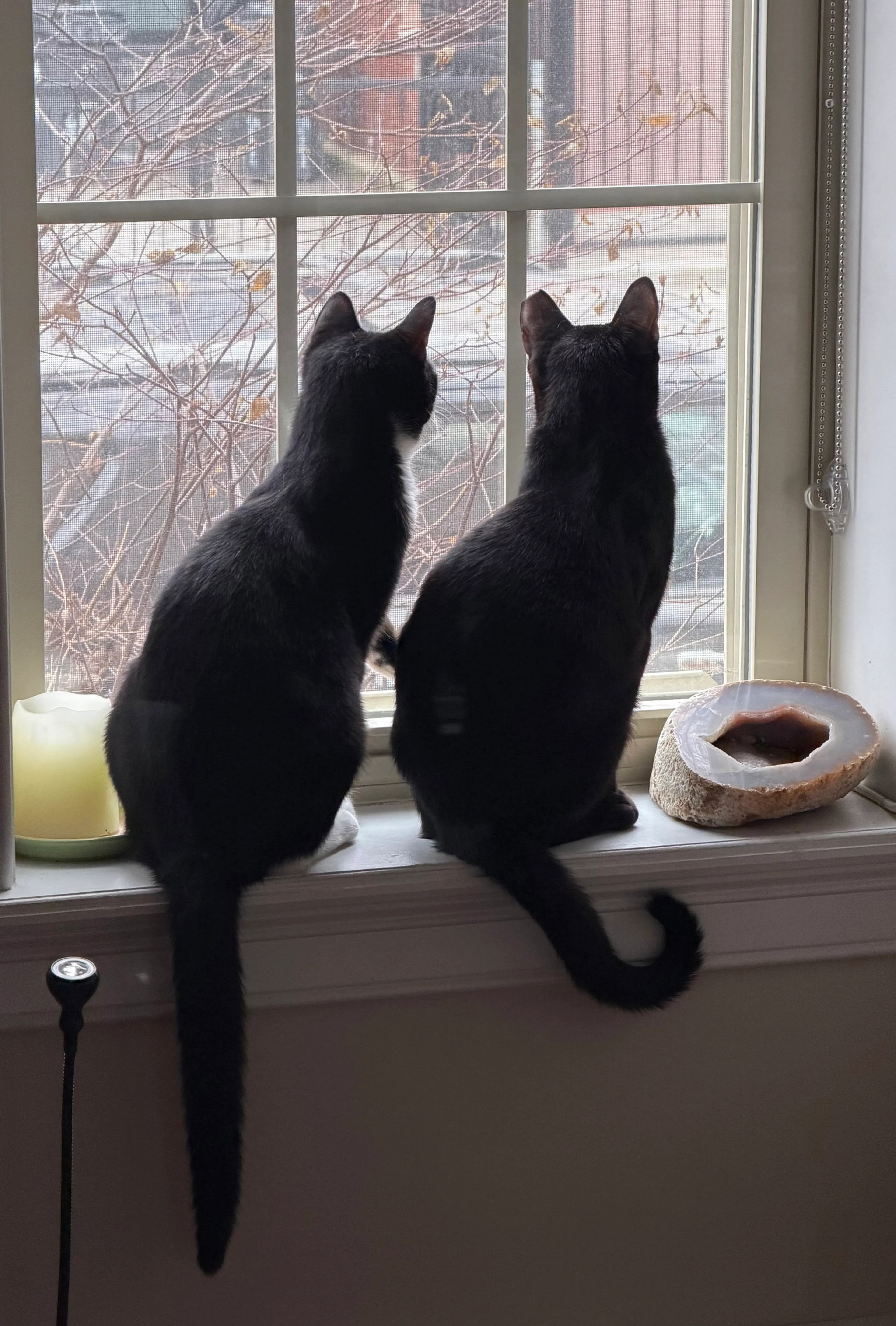 Found pet-2