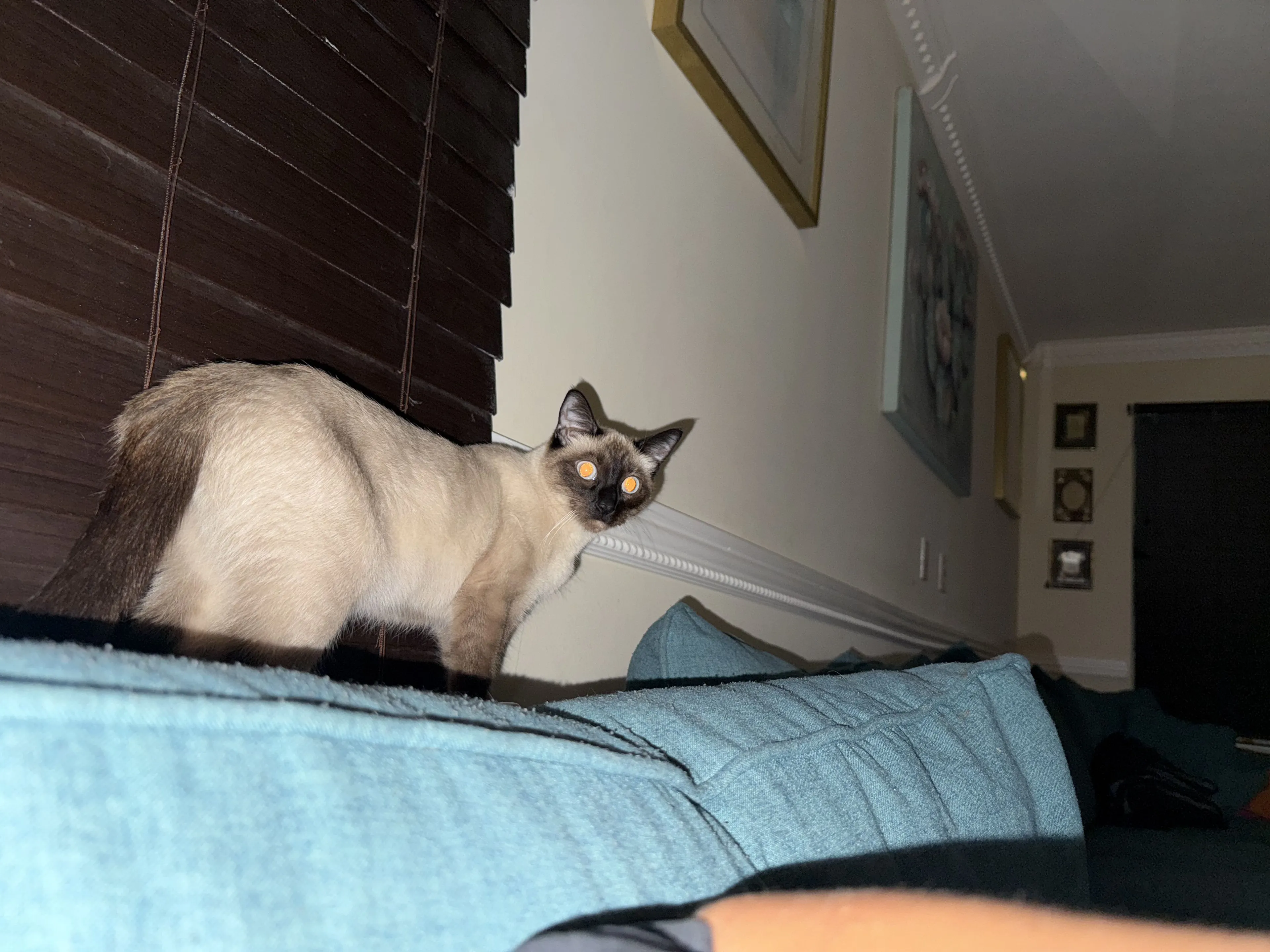 Lost pet-1