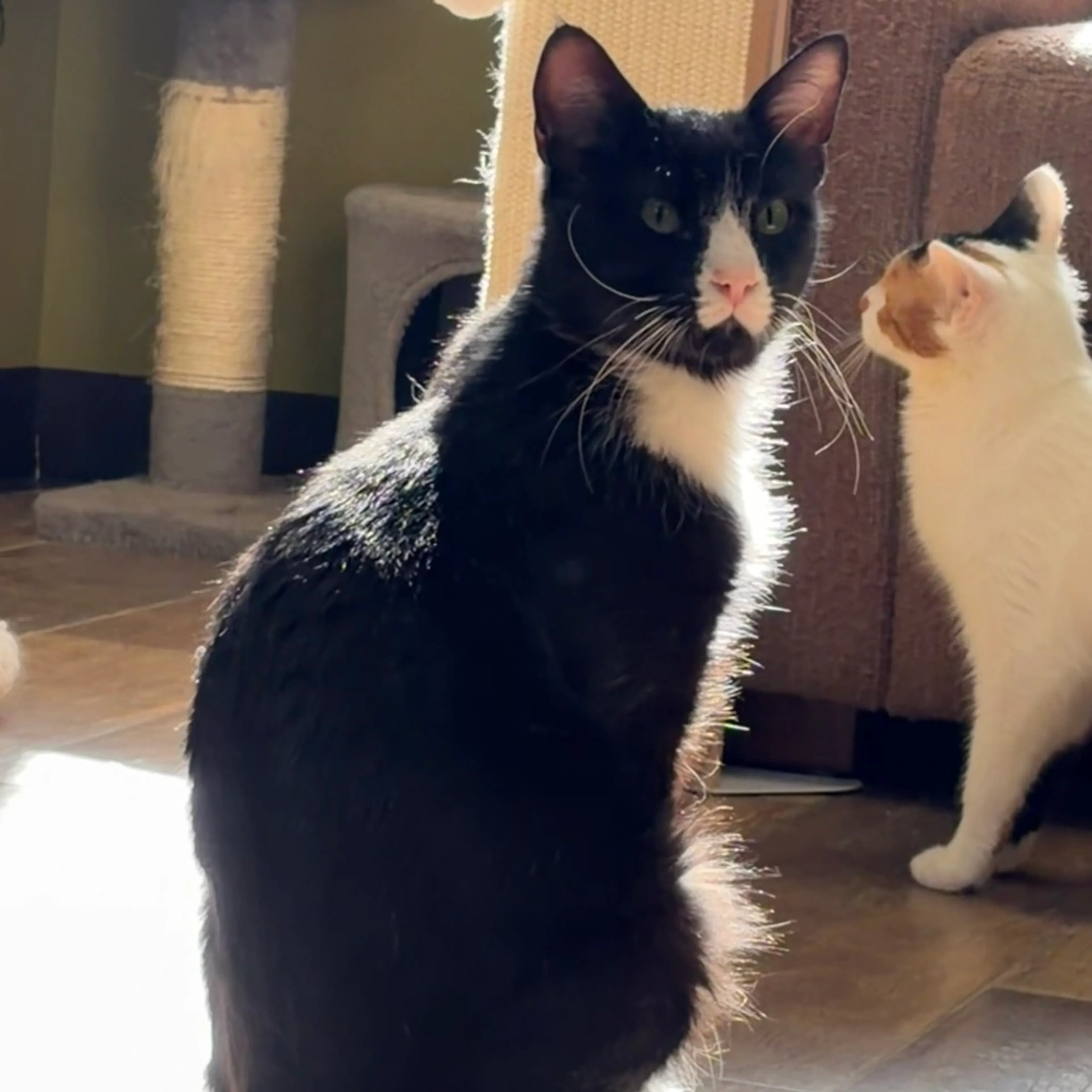 Found pet-6