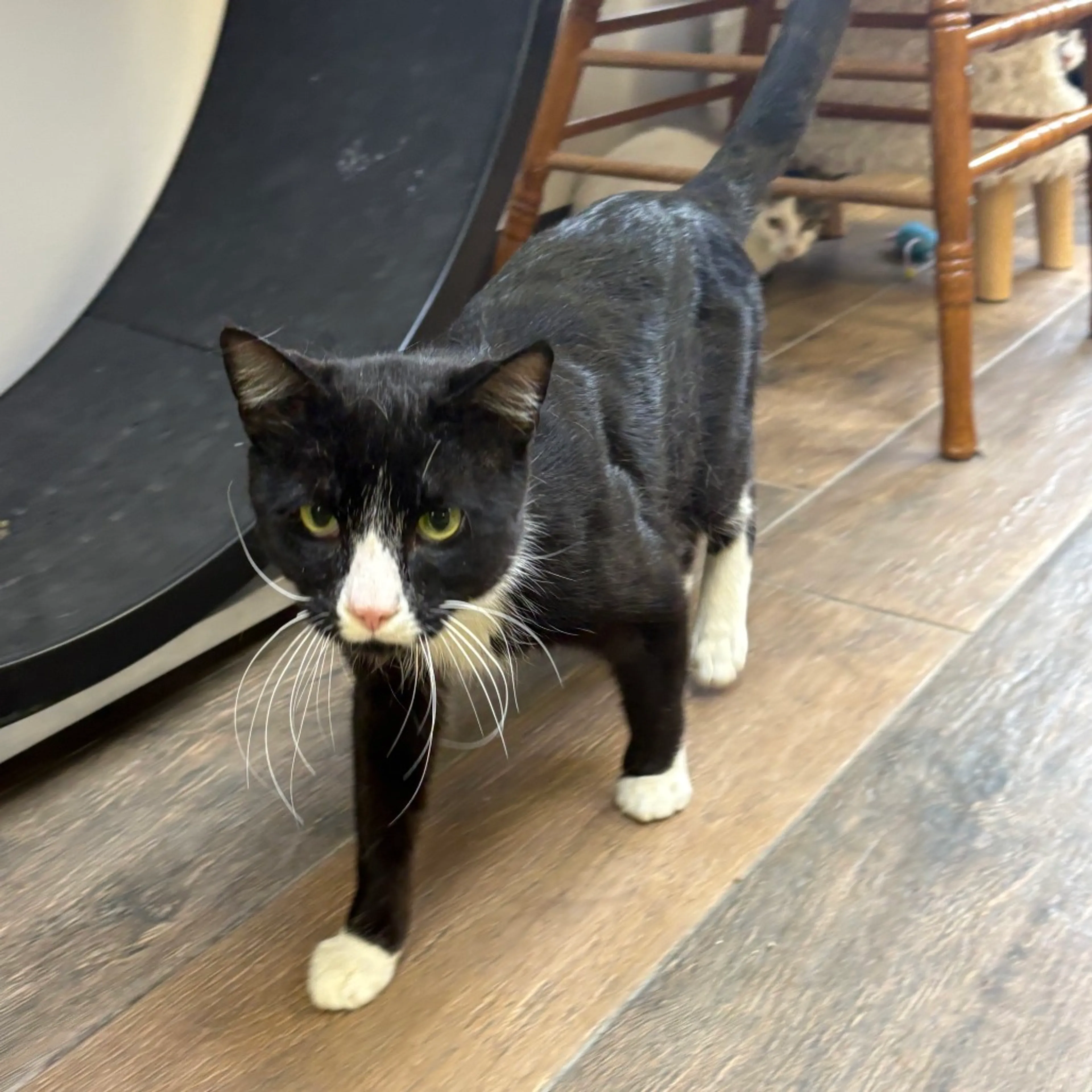 Found pet-2