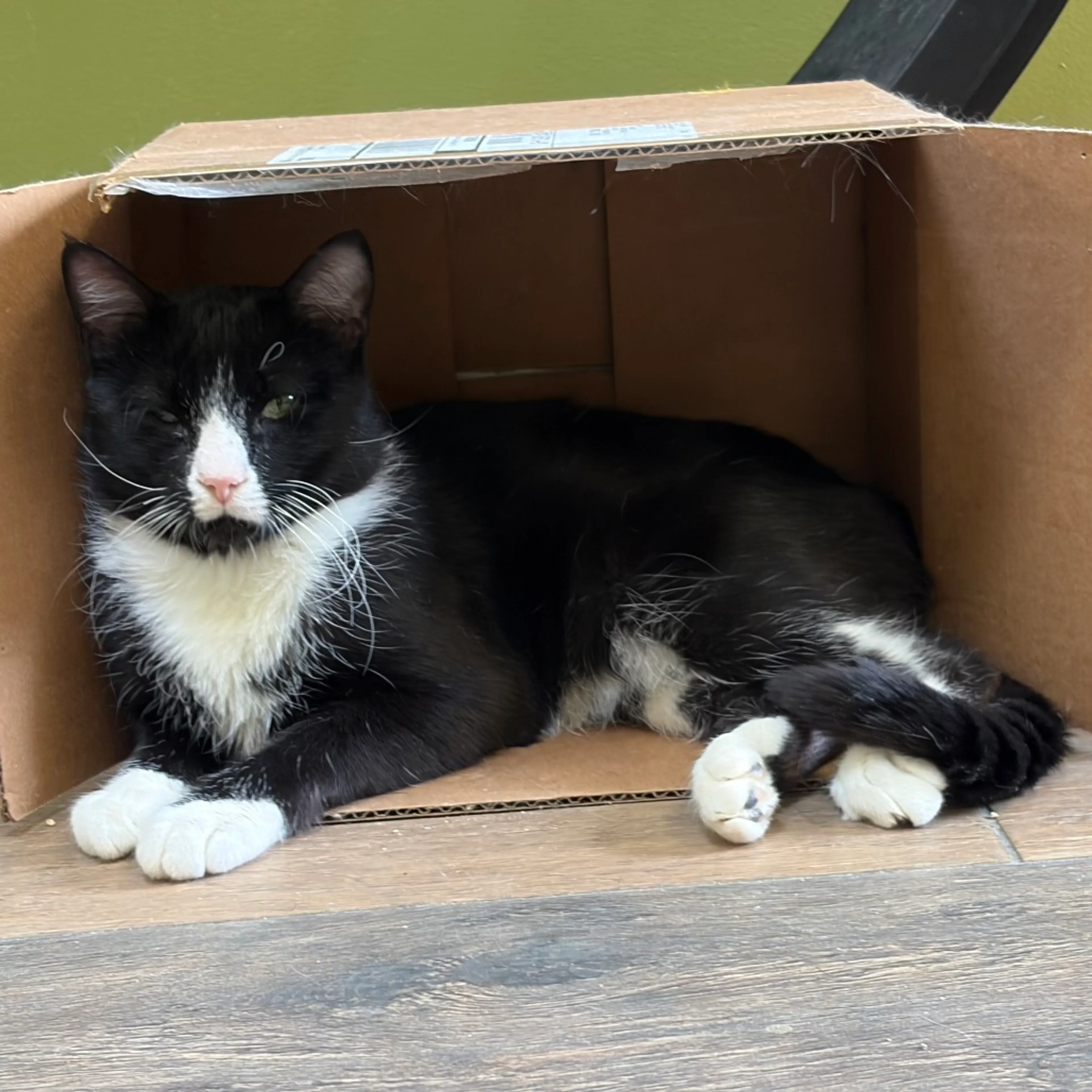 Found pet-7