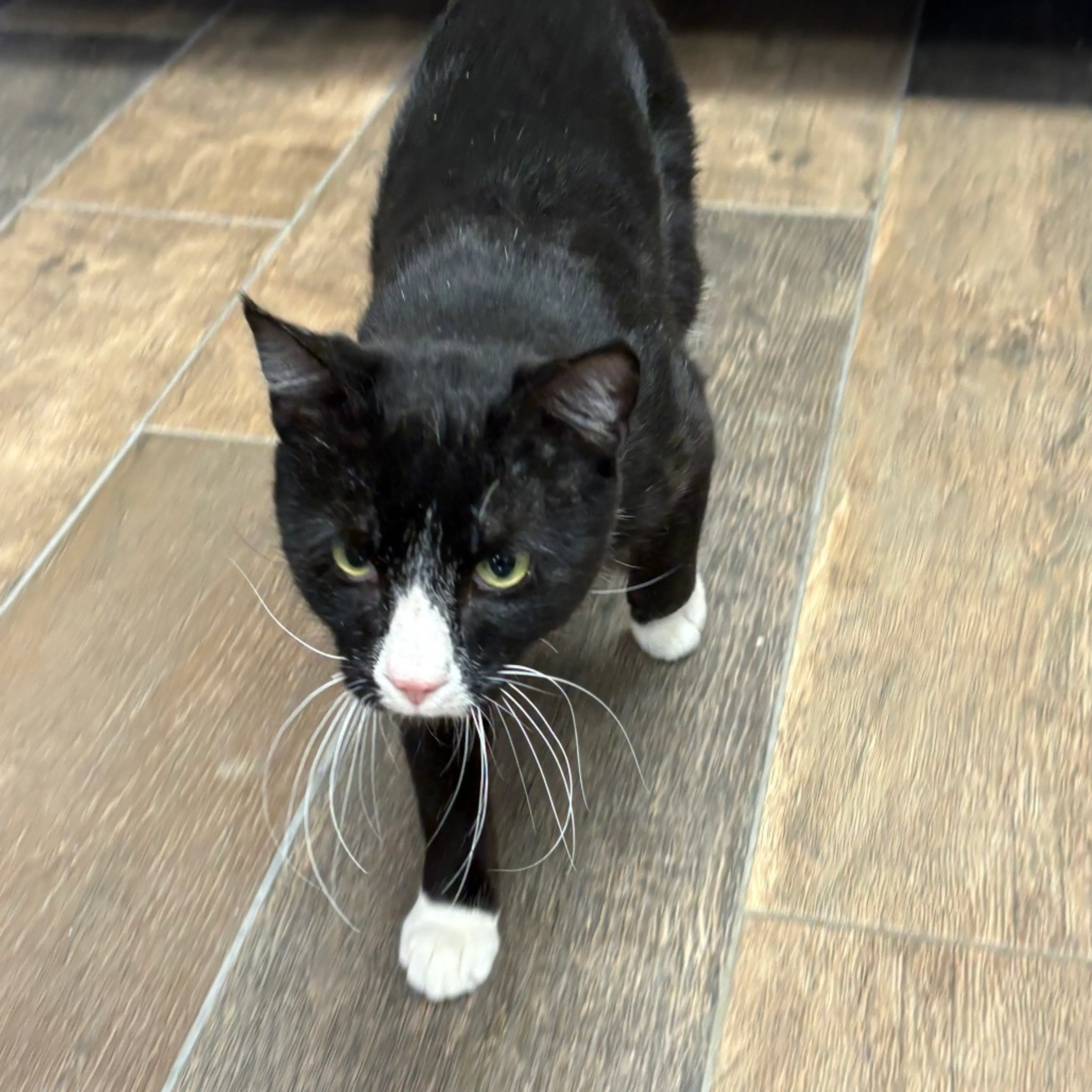 Found pet-1