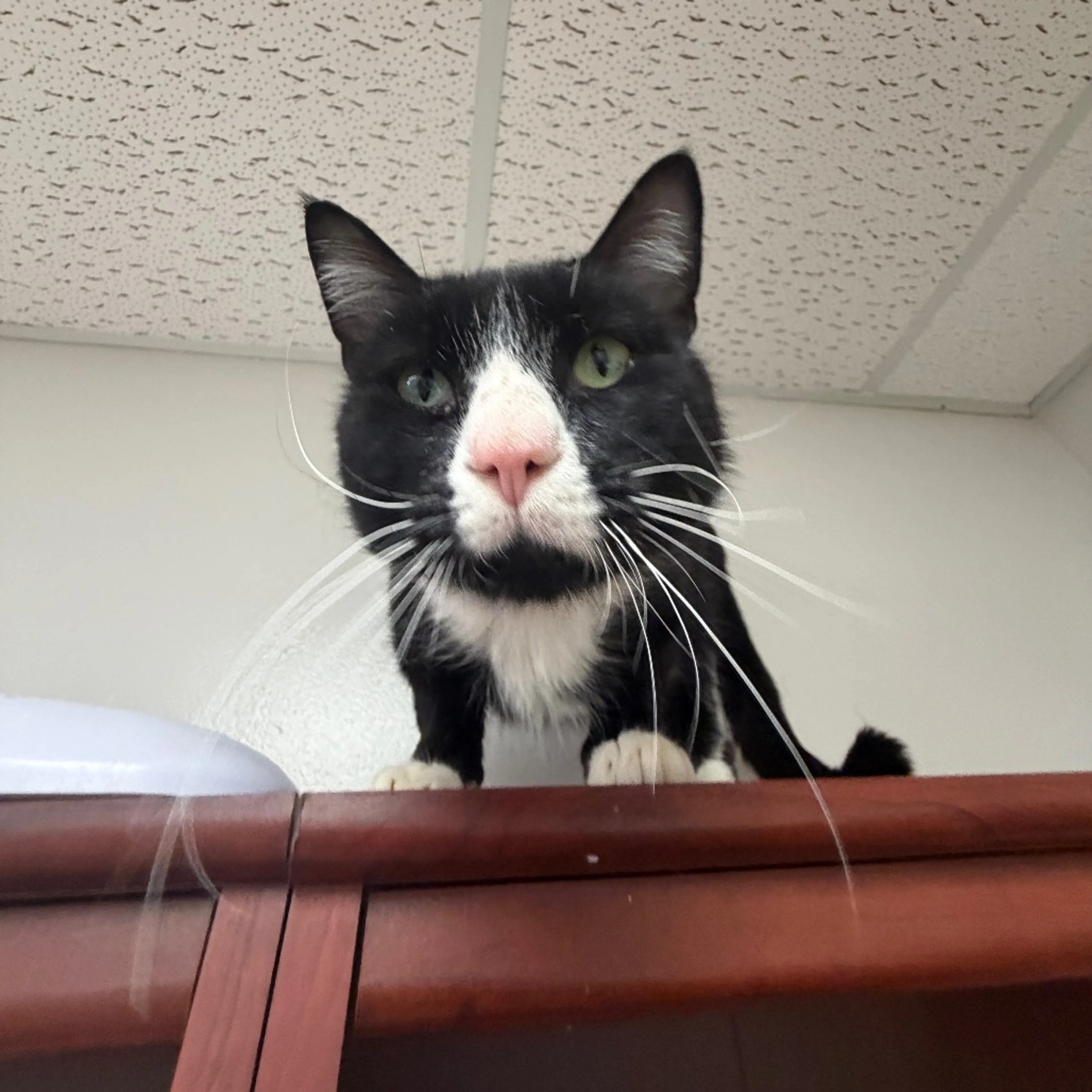 Found pet-4